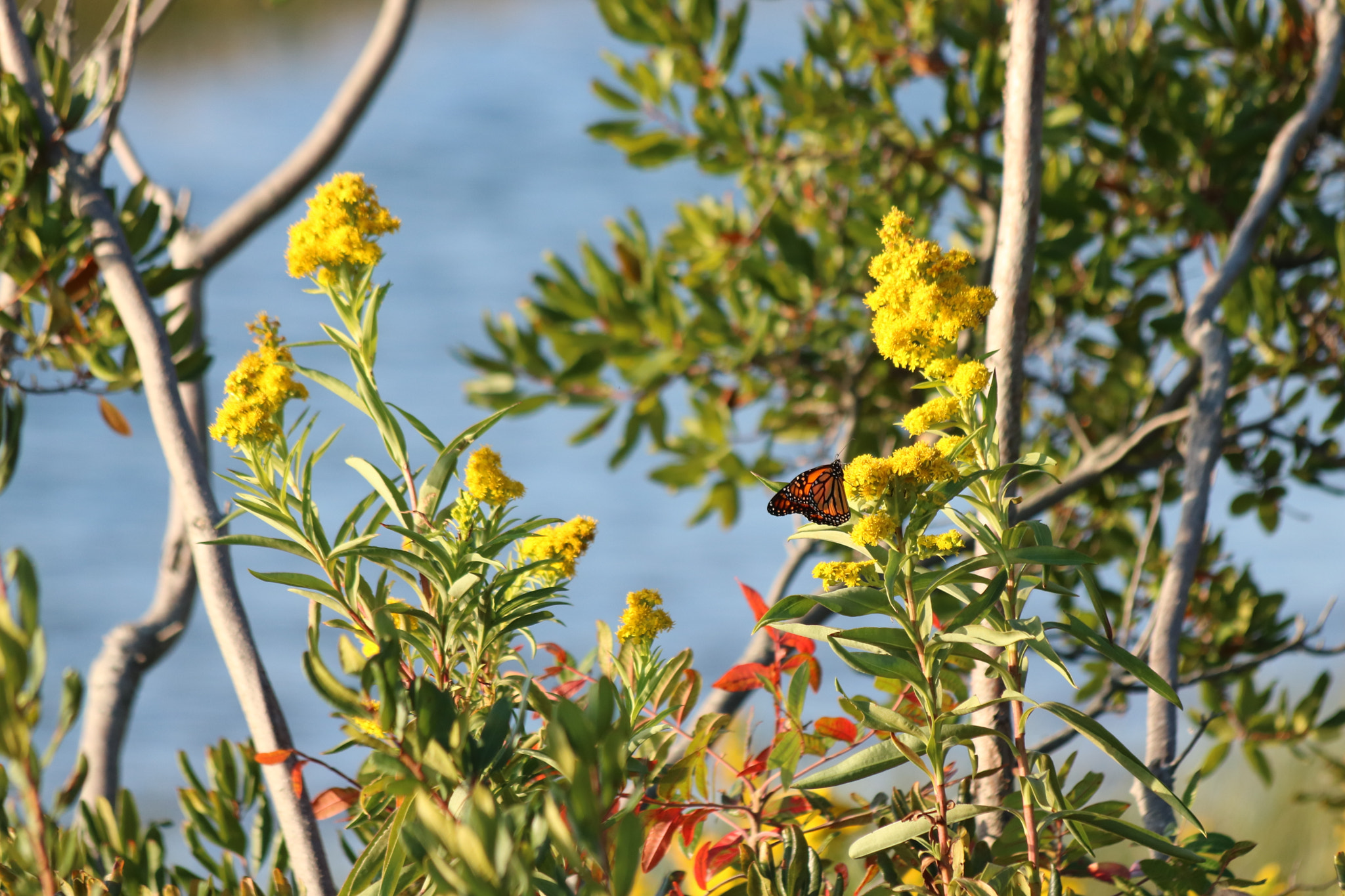 Canon EF 70-300mm F4-5.6 IS USM sample photo. Img photography