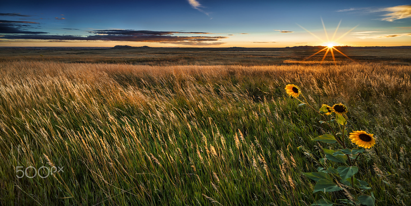 Sony a7R II + Voigtlander SUPER WIDE-HELIAR 15mm F4.5 III sample photo. Badlands grasslands at sundown photography