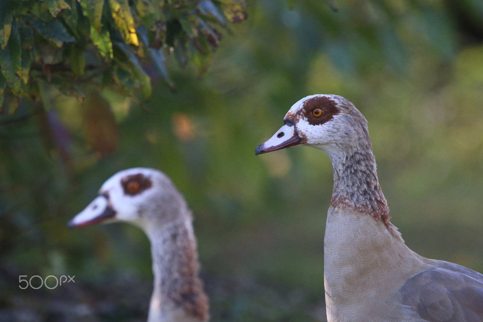 Sigma 150-600mm F5-6.3 DG OS HSM | C sample photo. Stipvisite photography