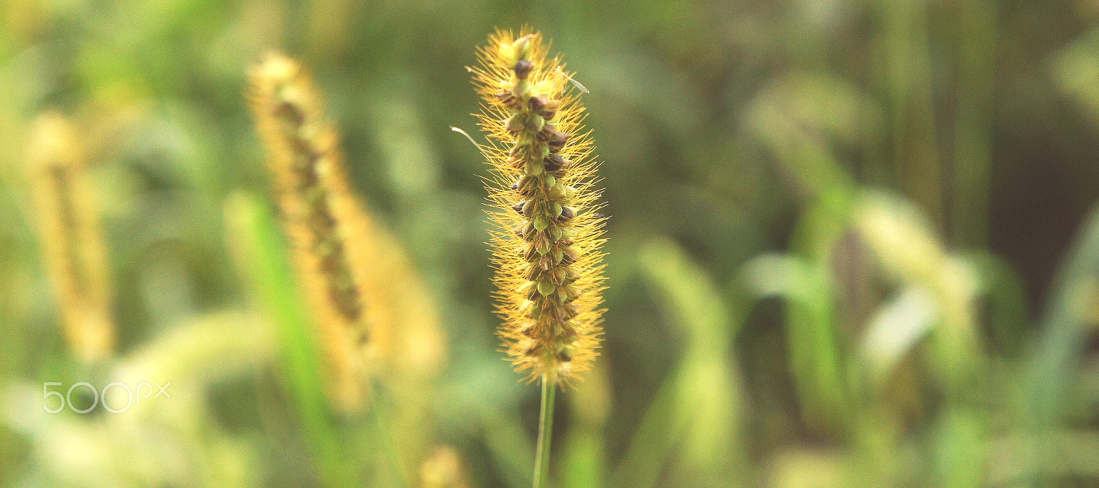 Sony NEX-5C sample photo. 野草 photography