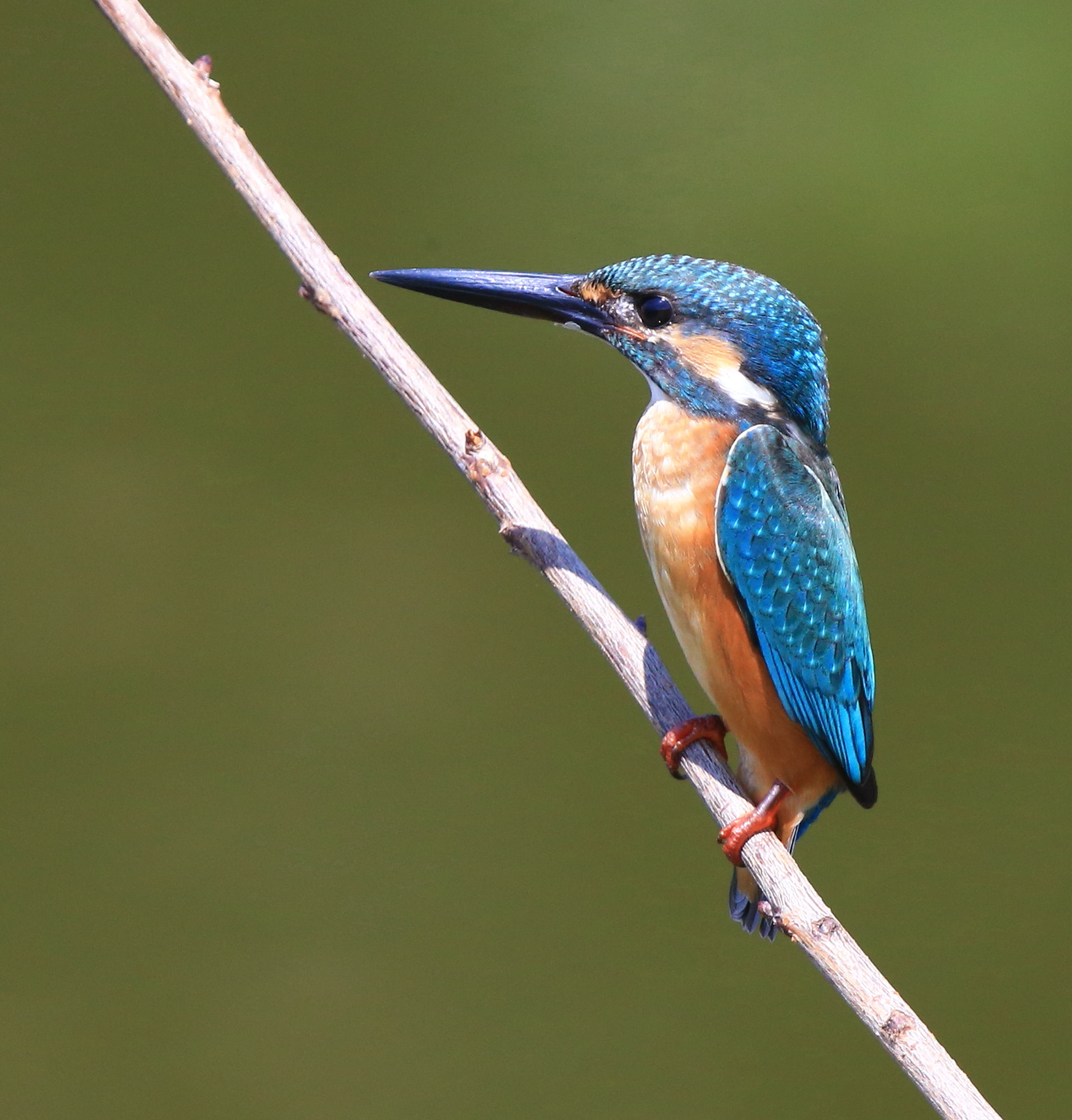 Canon EF 600mm F4L IS II USM sample photo. 328 photography