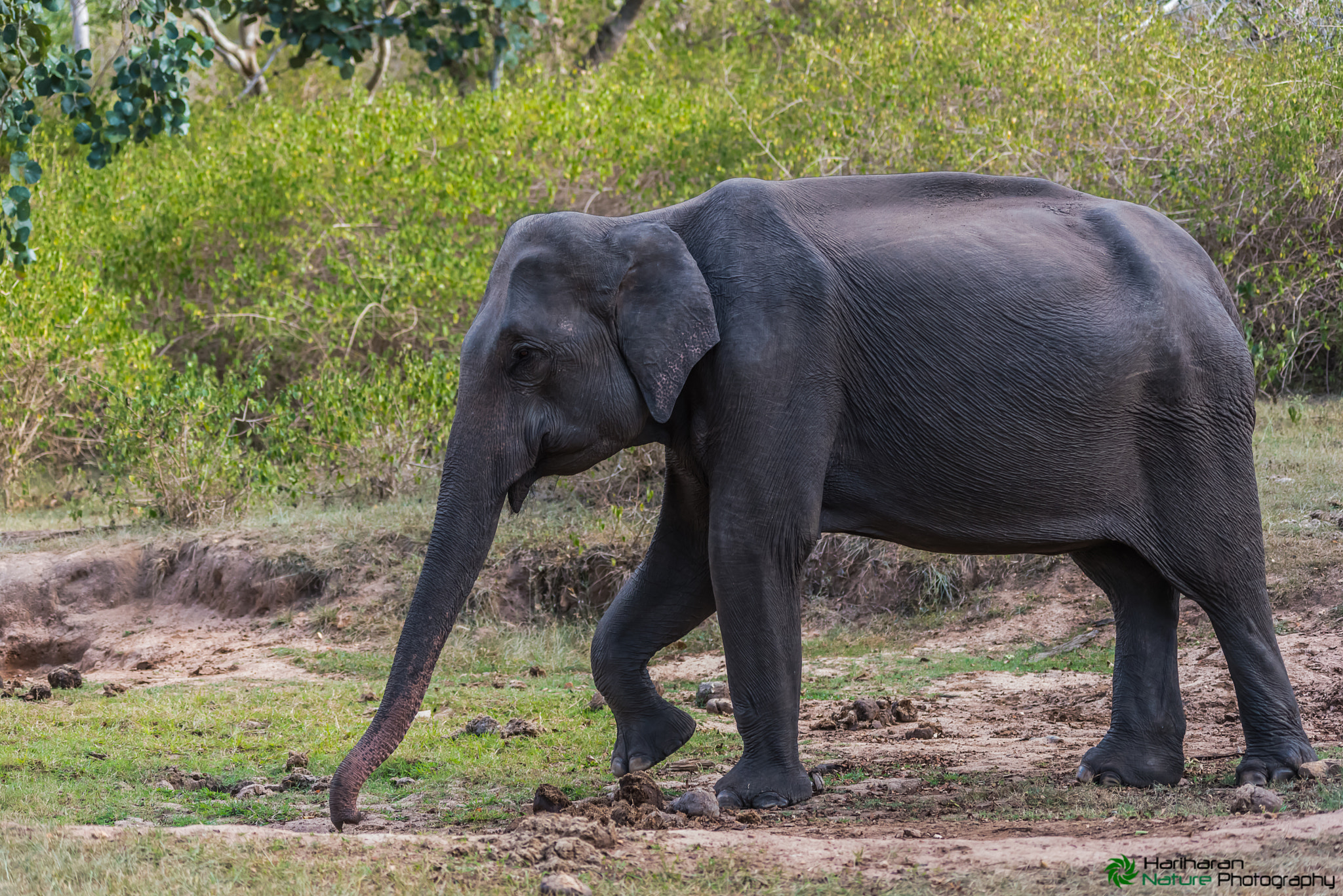 Sigma 150-500mm F5-6.3 DG OS HSM sample photo. Wild asian elephant in search of food photography