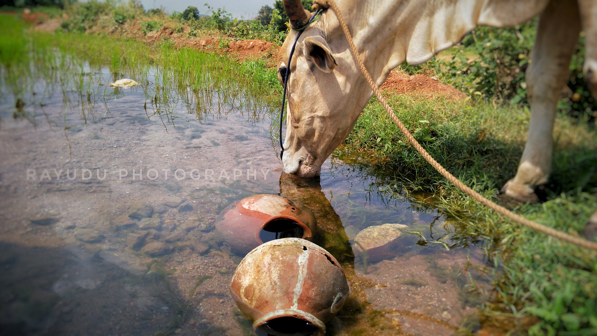 HUAWEI Che1-L04 sample photo. Cow photography