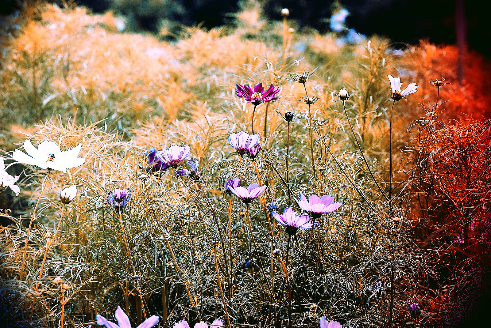 Nikon D200 + Nikon AF-S Micro-Nikkor 105mm F2.8G IF-ED VR sample photo. Cosmos at which the deepening autumn photography