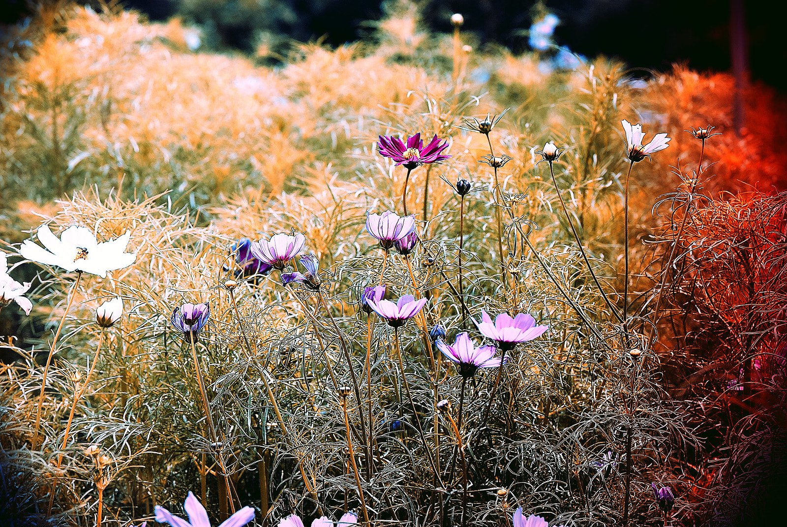 Nikon D200 sample photo. Cosmos at which the deepening autumn photography