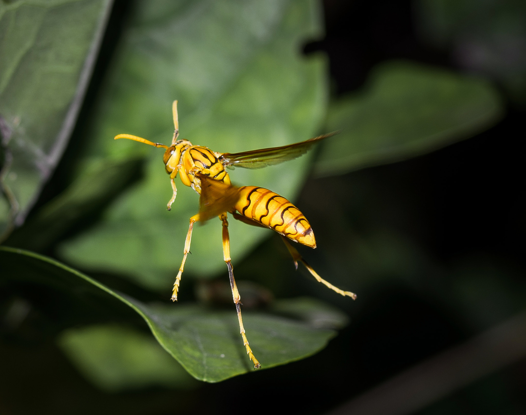 Nikon D7100 + AF Zoom-Nikkor 35-70mm f/3.3-4.5 sample photo. Yellow paper wasp photography