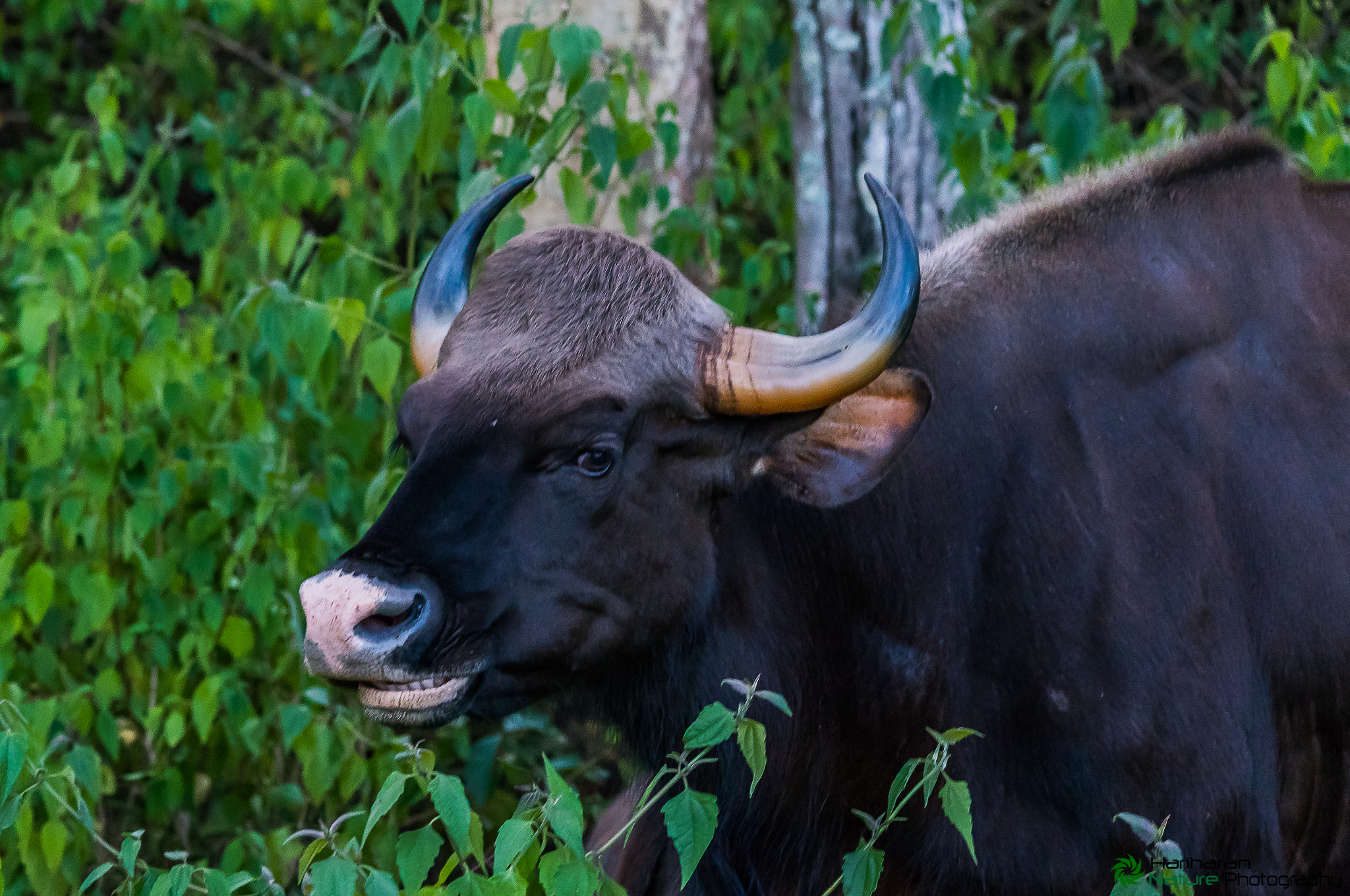 Sigma 150-500mm F5-6.3 DG OS HSM sample photo. Portrait shot of indian gaur or bison photography