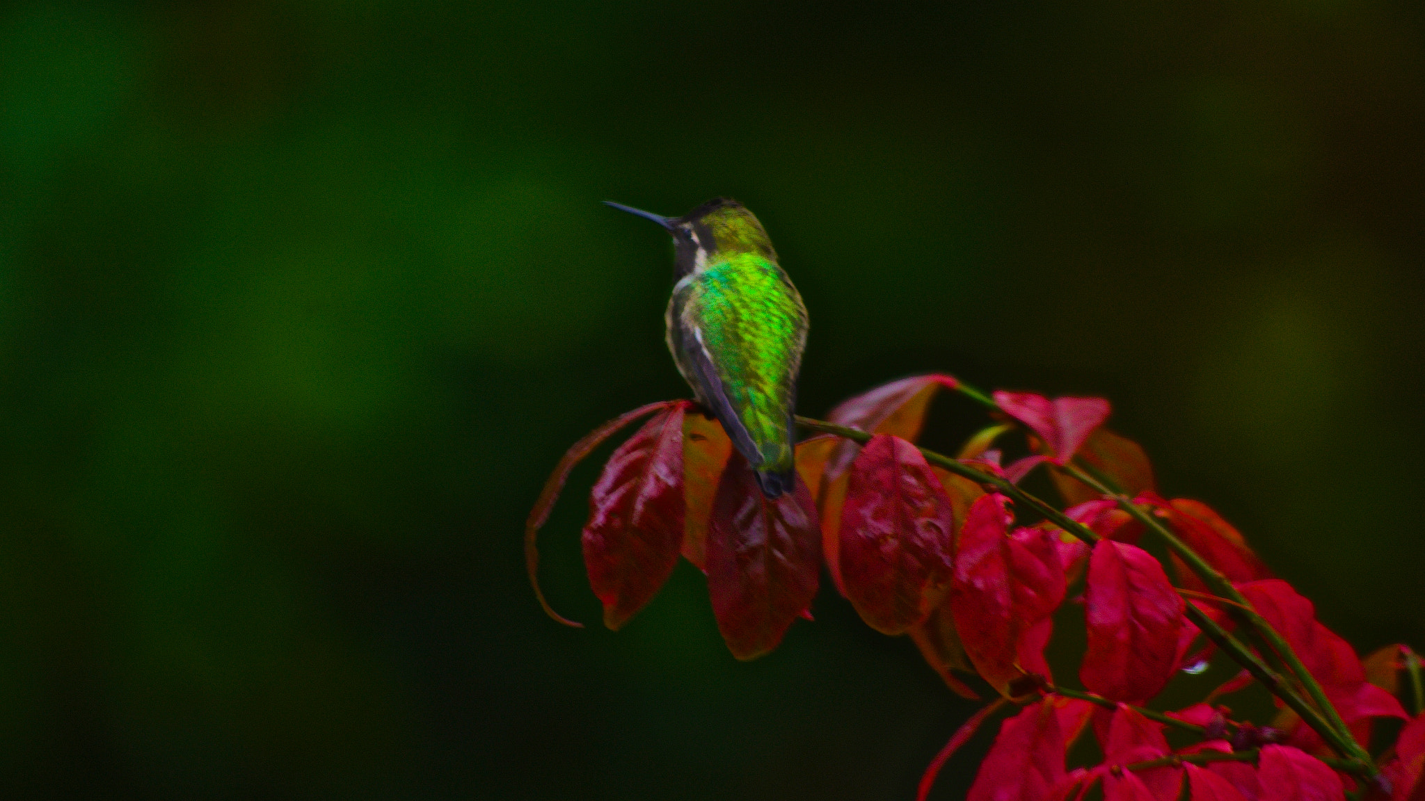 Pentax smc DA 55-300mm F4.0-5.8 ED sample photo. Watching the darkness photography