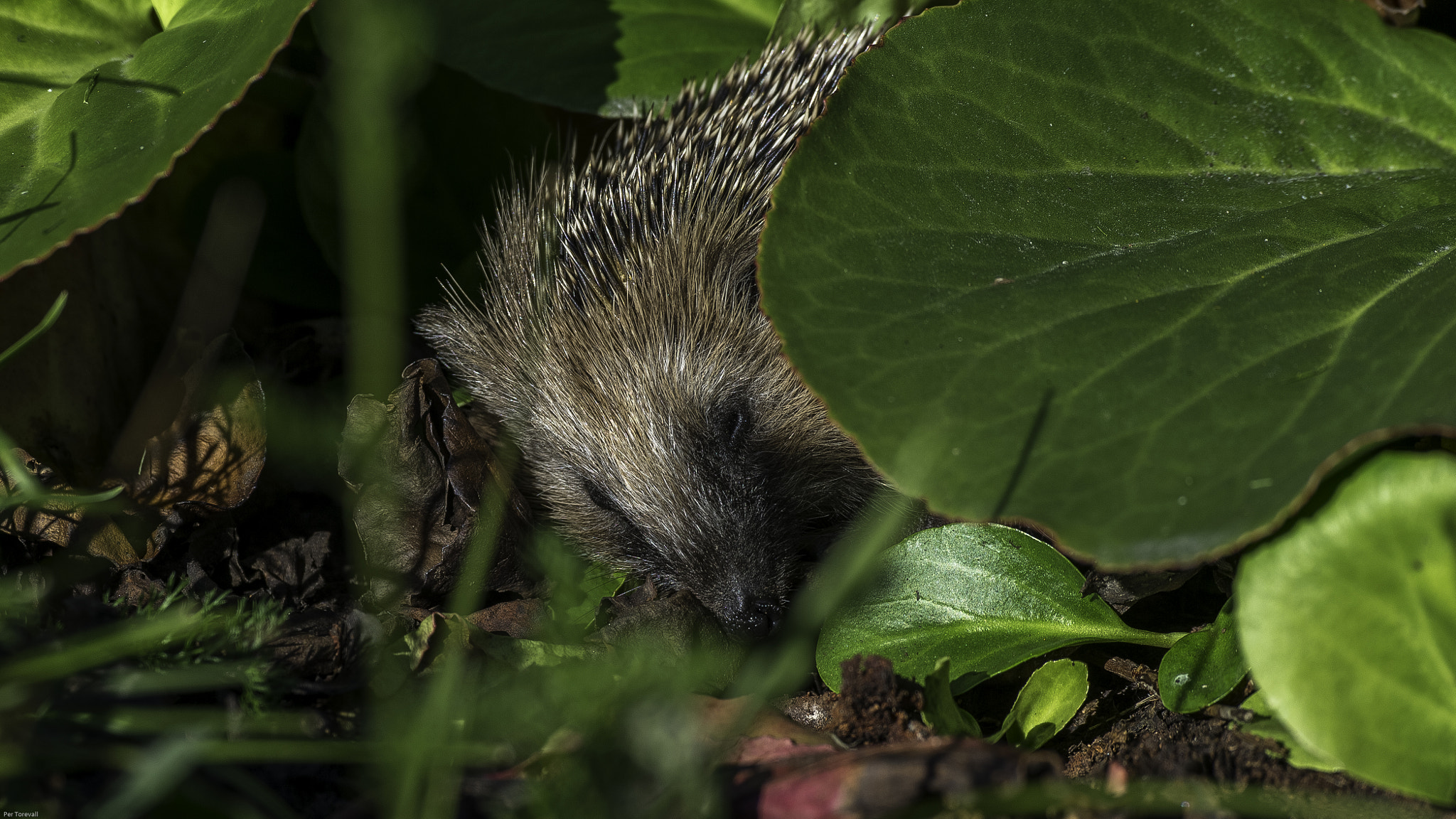Nikon D4 sample photo. Having a nap  photography