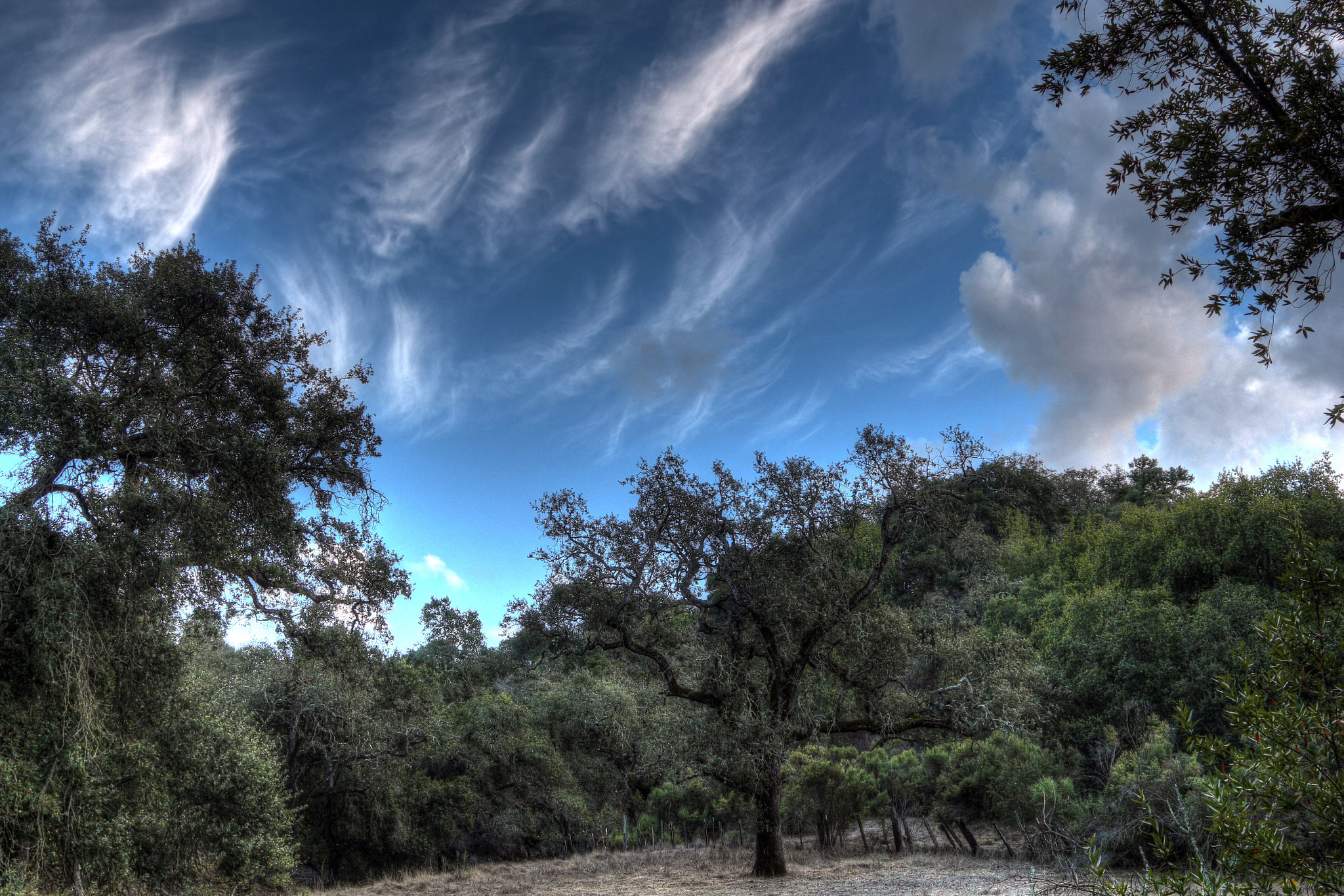 Canon EOS 700D (EOS Rebel T5i / EOS Kiss X7i) sample photo. Grove of the oaks photography