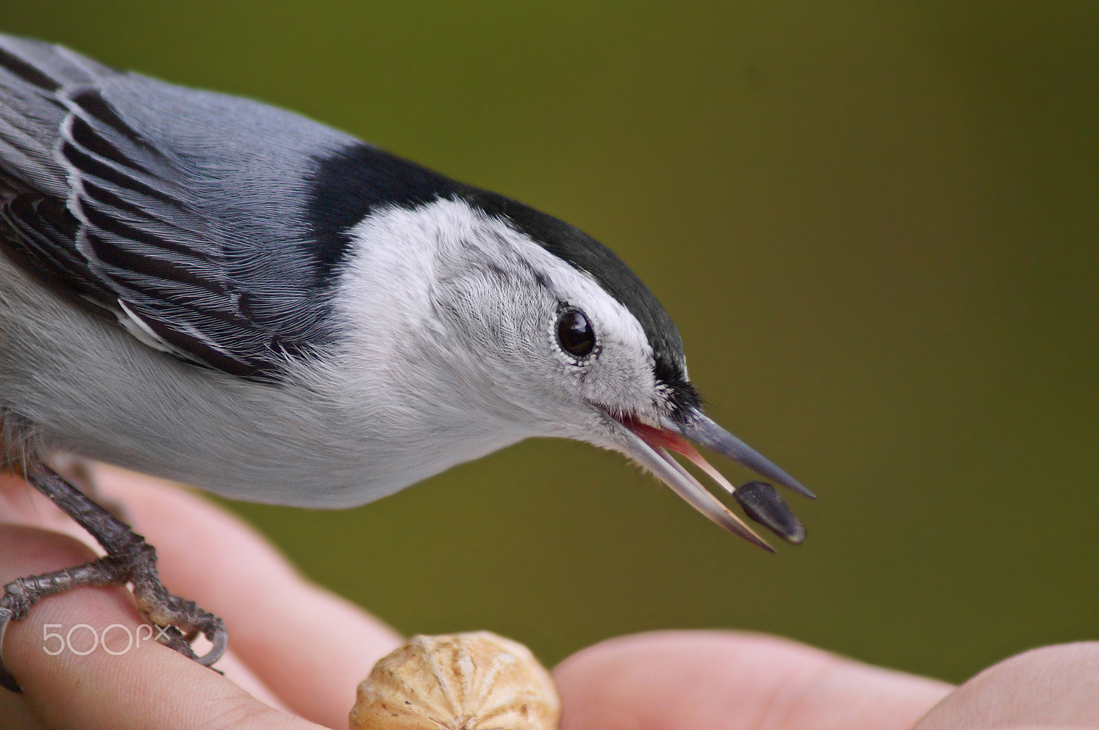 Sony 75-300mm F4.5-5.6 sample photo. Hand~feeding photography