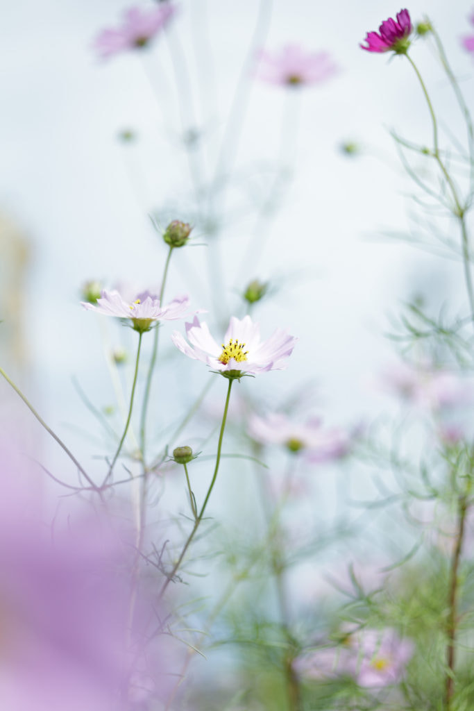 Canon EOS 5D Mark II + ZEISS Makro-Planar T* 50mm F2 sample photo. 秋桜 photography