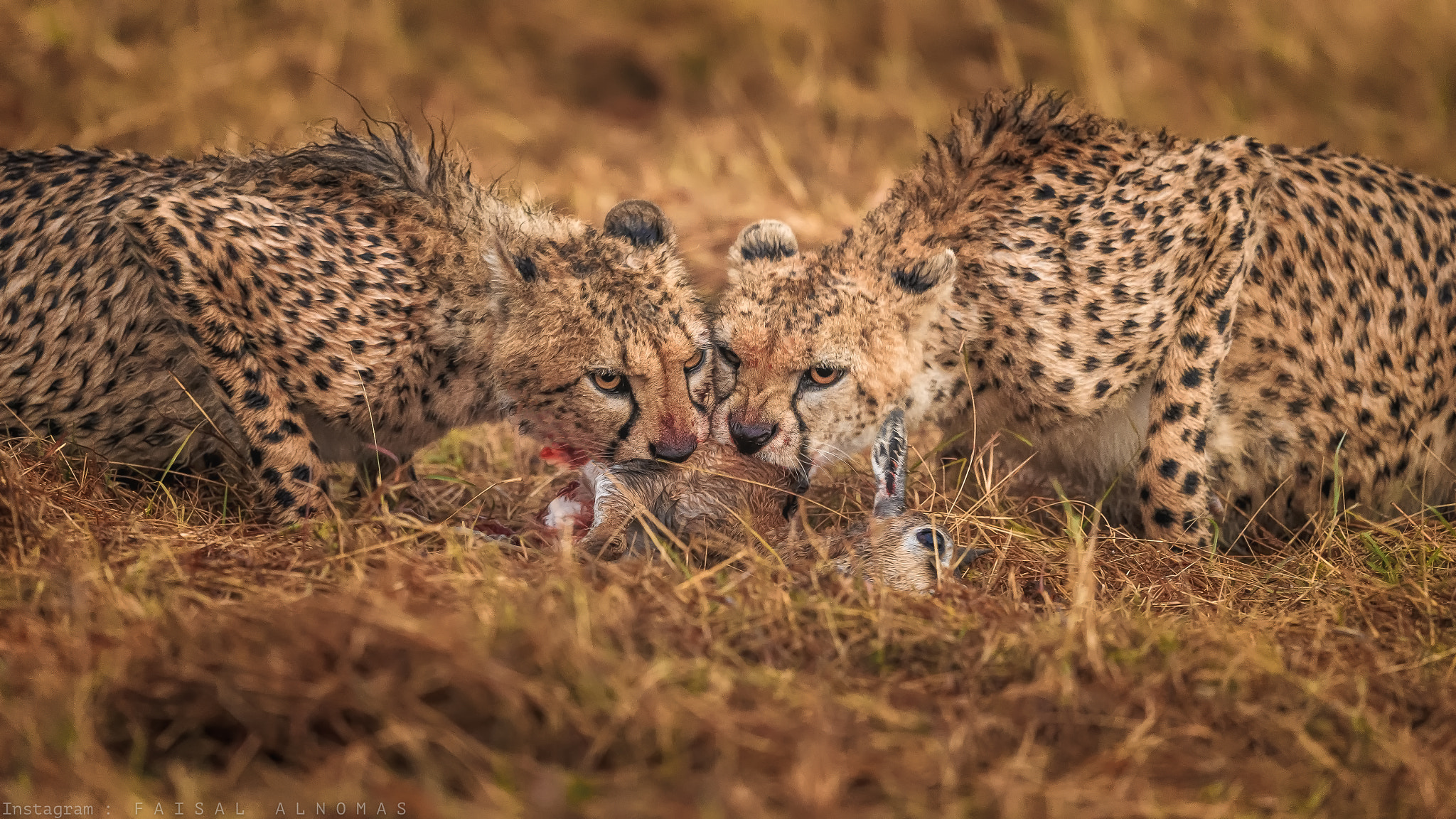 Canon EF 500mm F4L IS II USM sample photo. Having dinner photography
