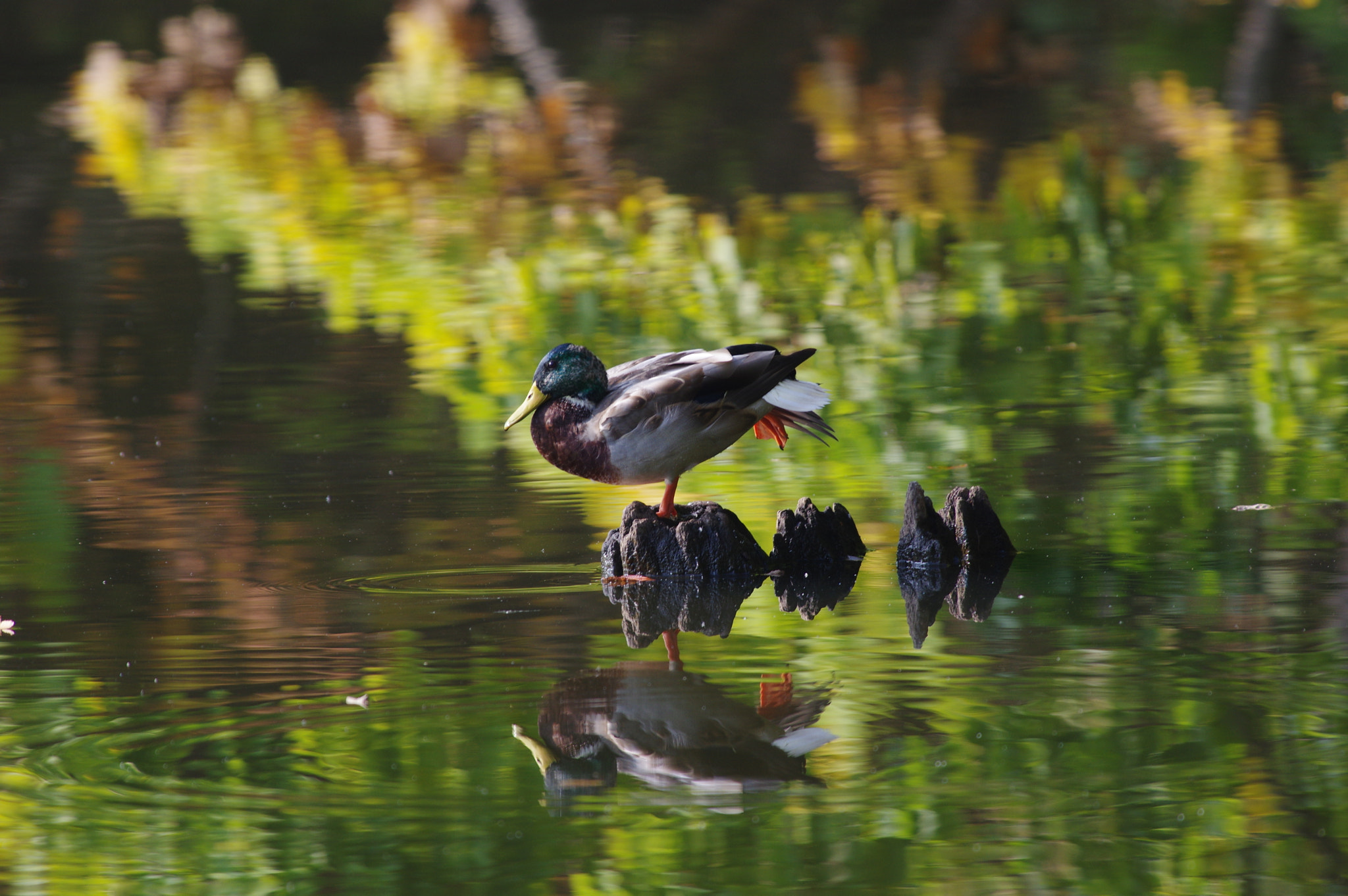 Pentax smc DA* 300mm F4.0 ED (IF) SDM sample photo. Mallard photography