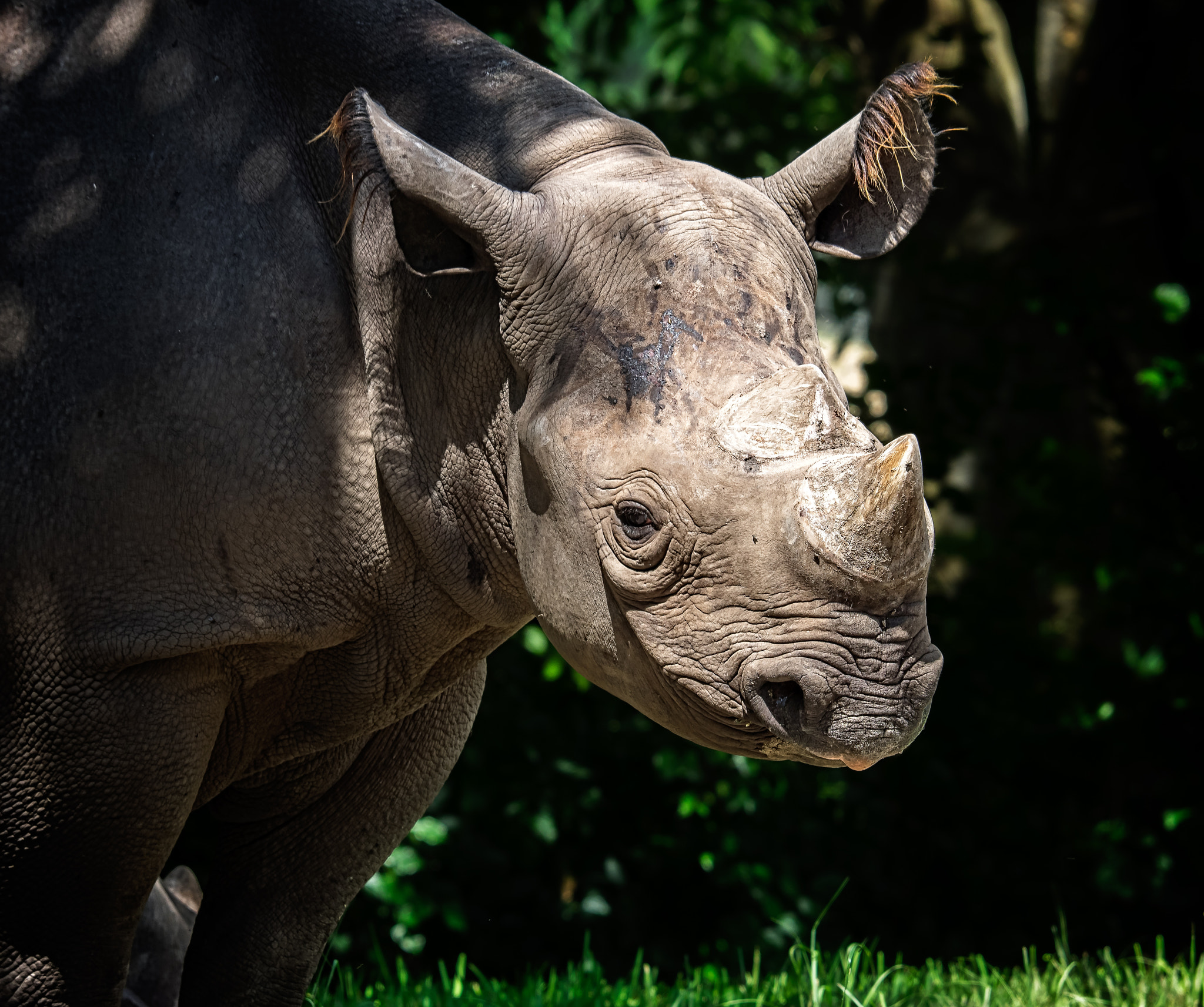 Olympus OM-D E-M1 + Olympus Zuiko Digital ED 50-200mm F2.8-3.5 SWD sample photo. African black rhino (diceros bicornis) photography