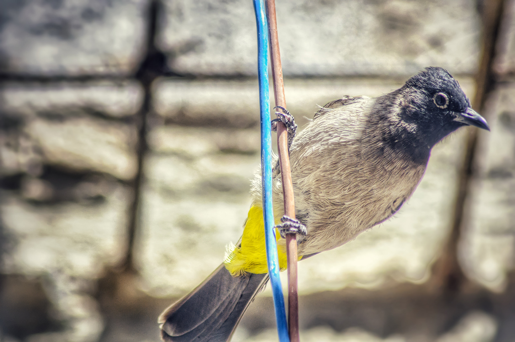 Nikon AF Nikkor 70-300mm F4-5.6G sample photo. Afraid bird hanging on a wire.  photography
