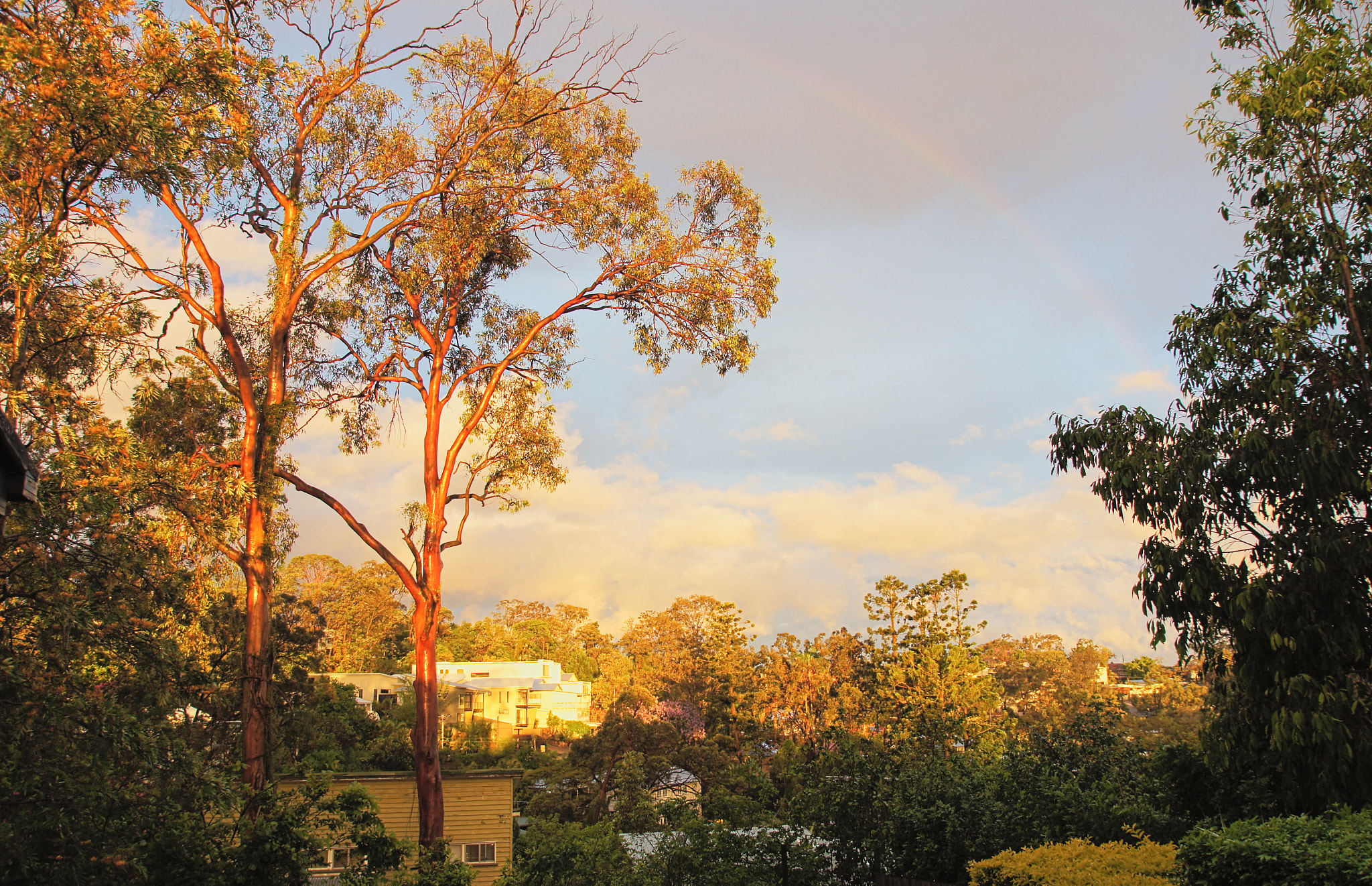 Sony SLT-A55 (SLT-A55V) sample photo. Sunset-lit trees after storm with rainbow photography