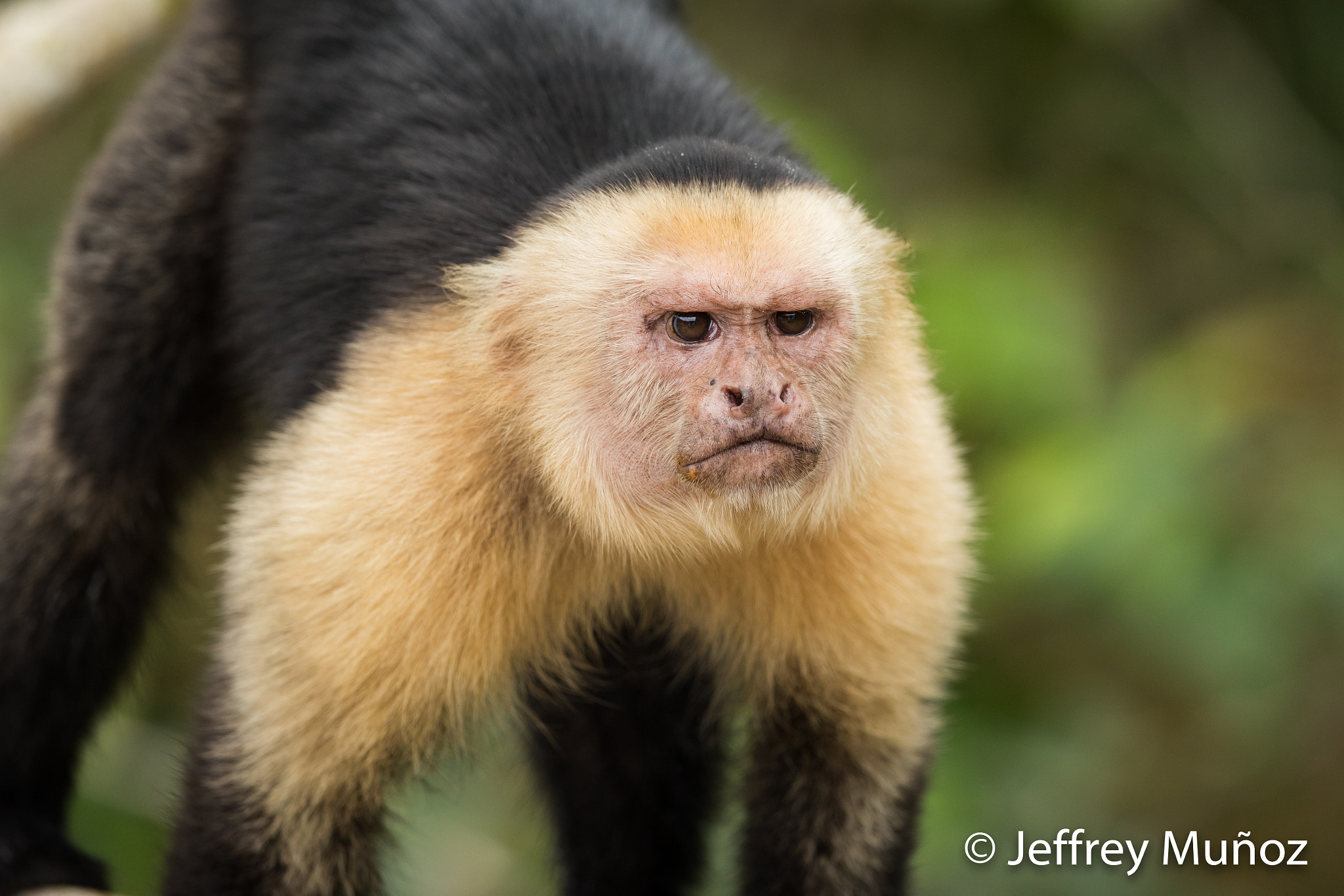 Canon EF 500mm F4L IS II USM sample photo. White-throated capuchin-monkey photography