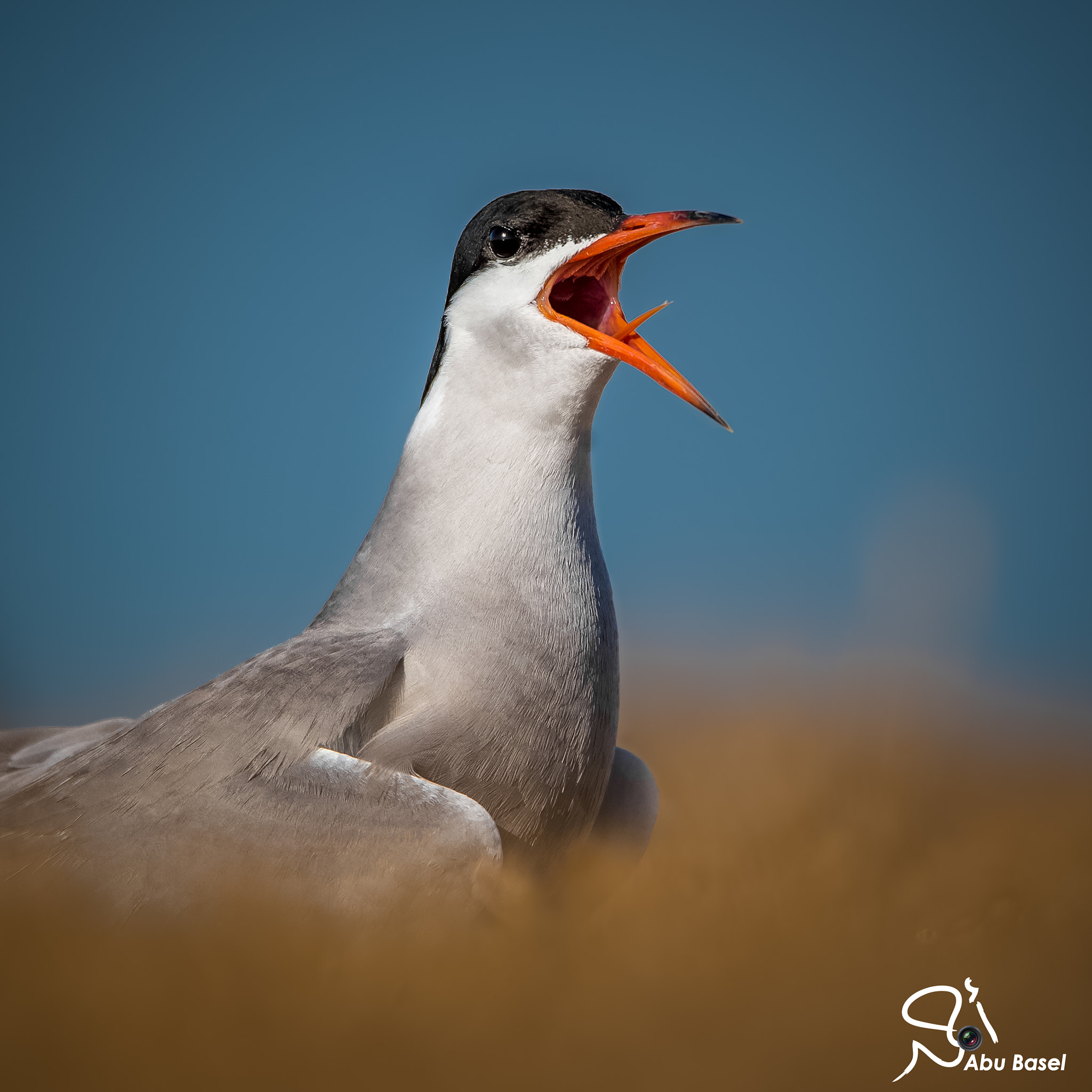 Sigma 150-600mm F5-6.3 DG OS HSM | S sample photo