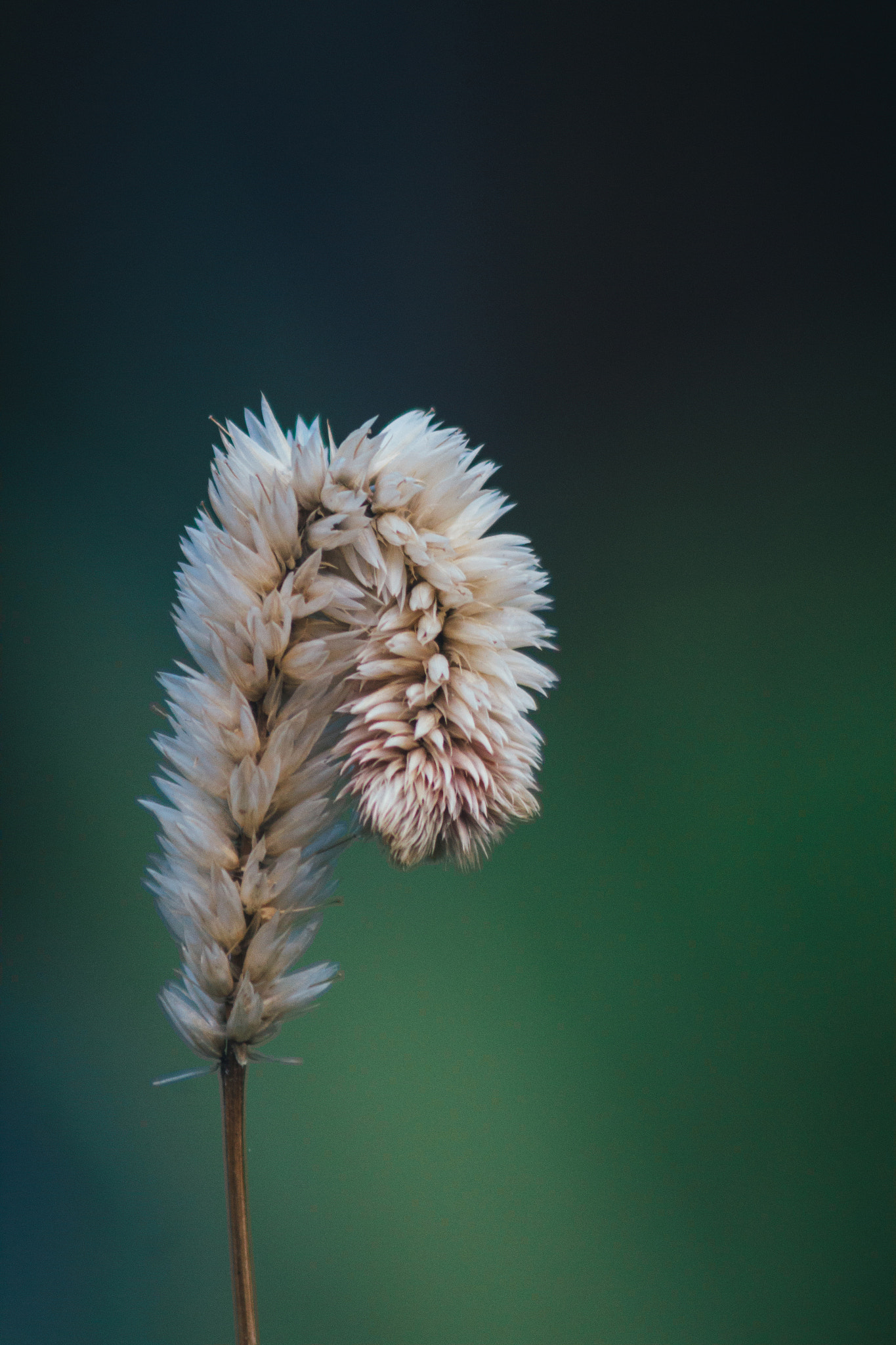 Canon EF 75-300mm F4.0-5.6 IS USM sample photo. Holding photography