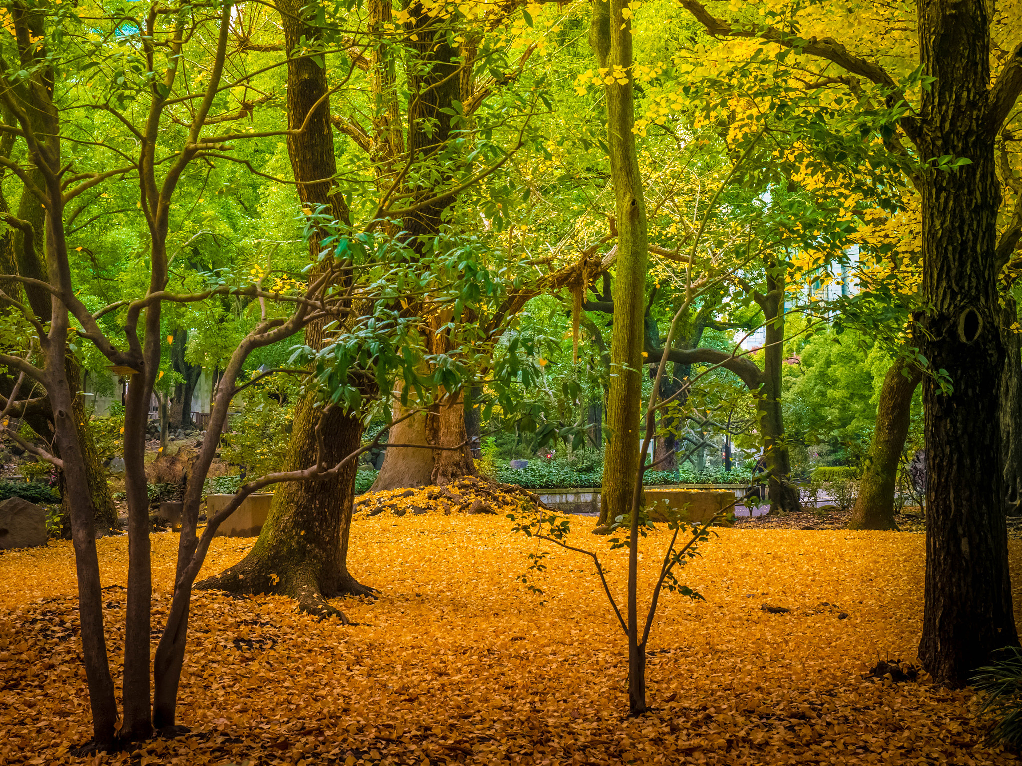 Panasonic Lumix DMC-G5 sample photo. Hibiya park photography