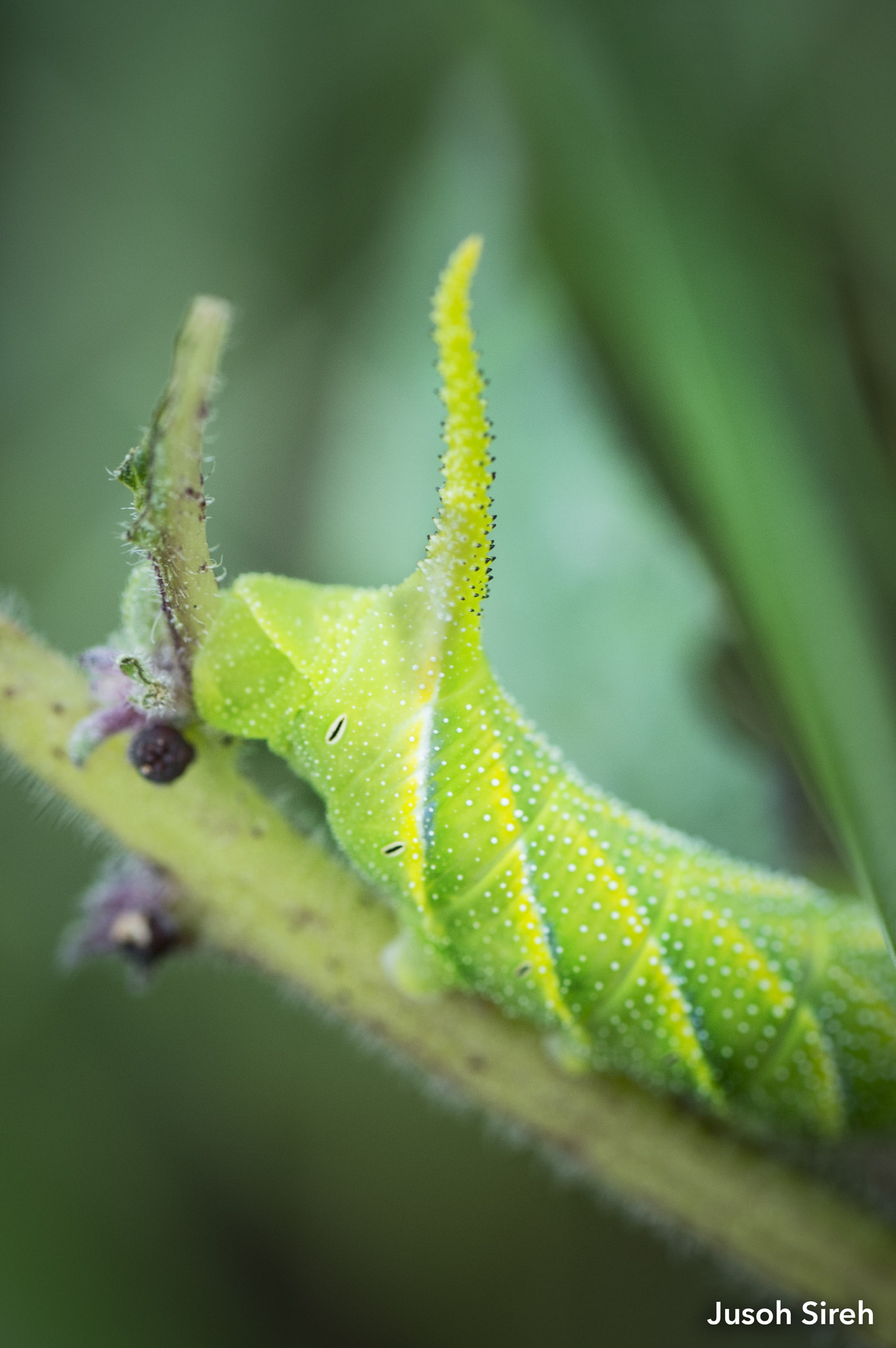 Nikon D4S sample photo. Manduca quinquemaculata. photography
