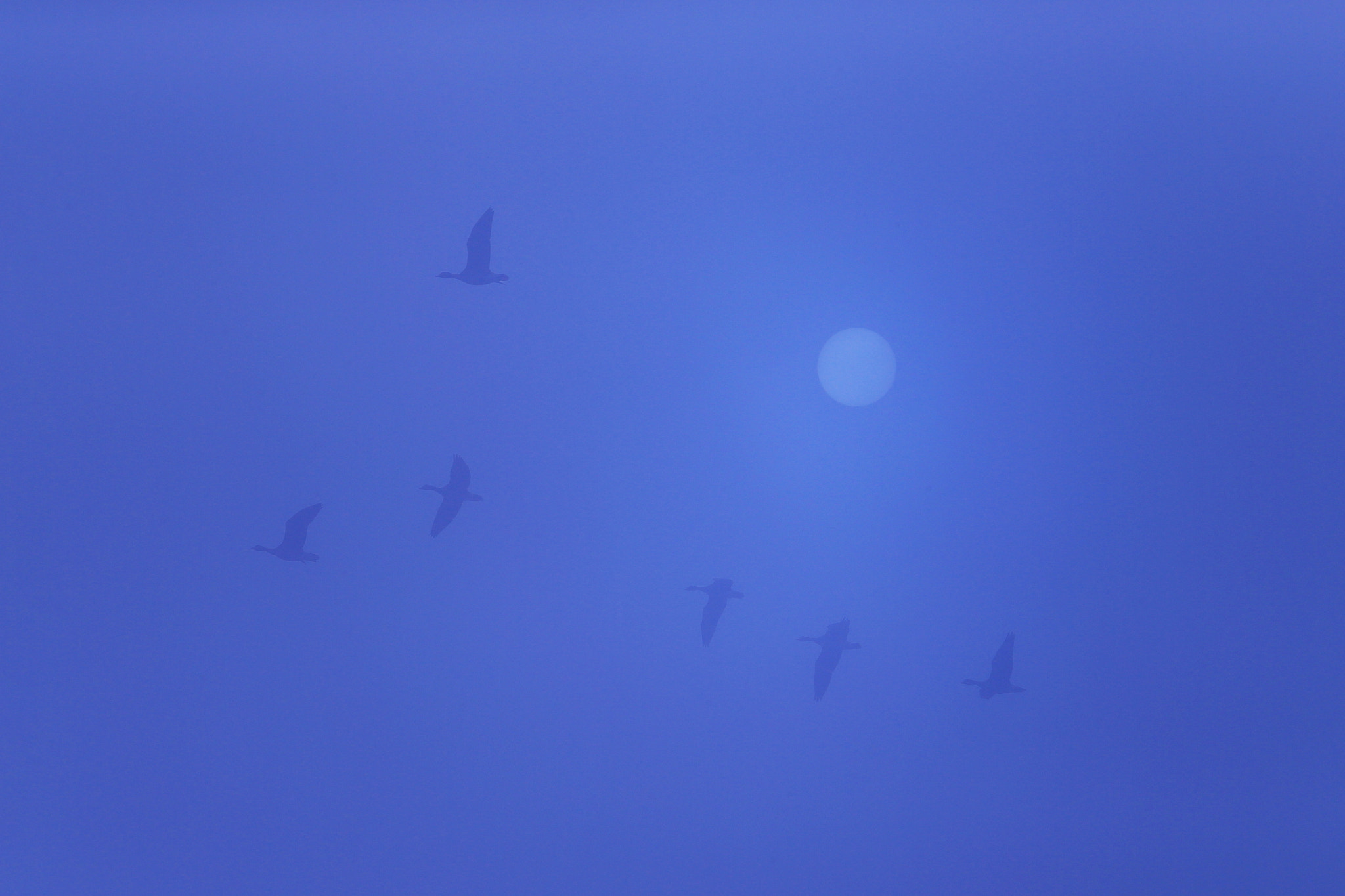 Canon EF 70-200mm F2.8L USM sample photo. Soar through the fog photography