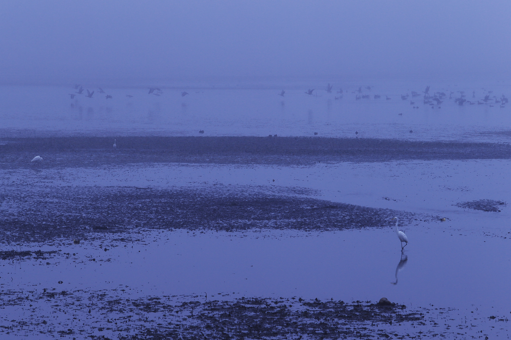 Canon EF 70-200mm F2.8L USM sample photo. Soar through the fog photography