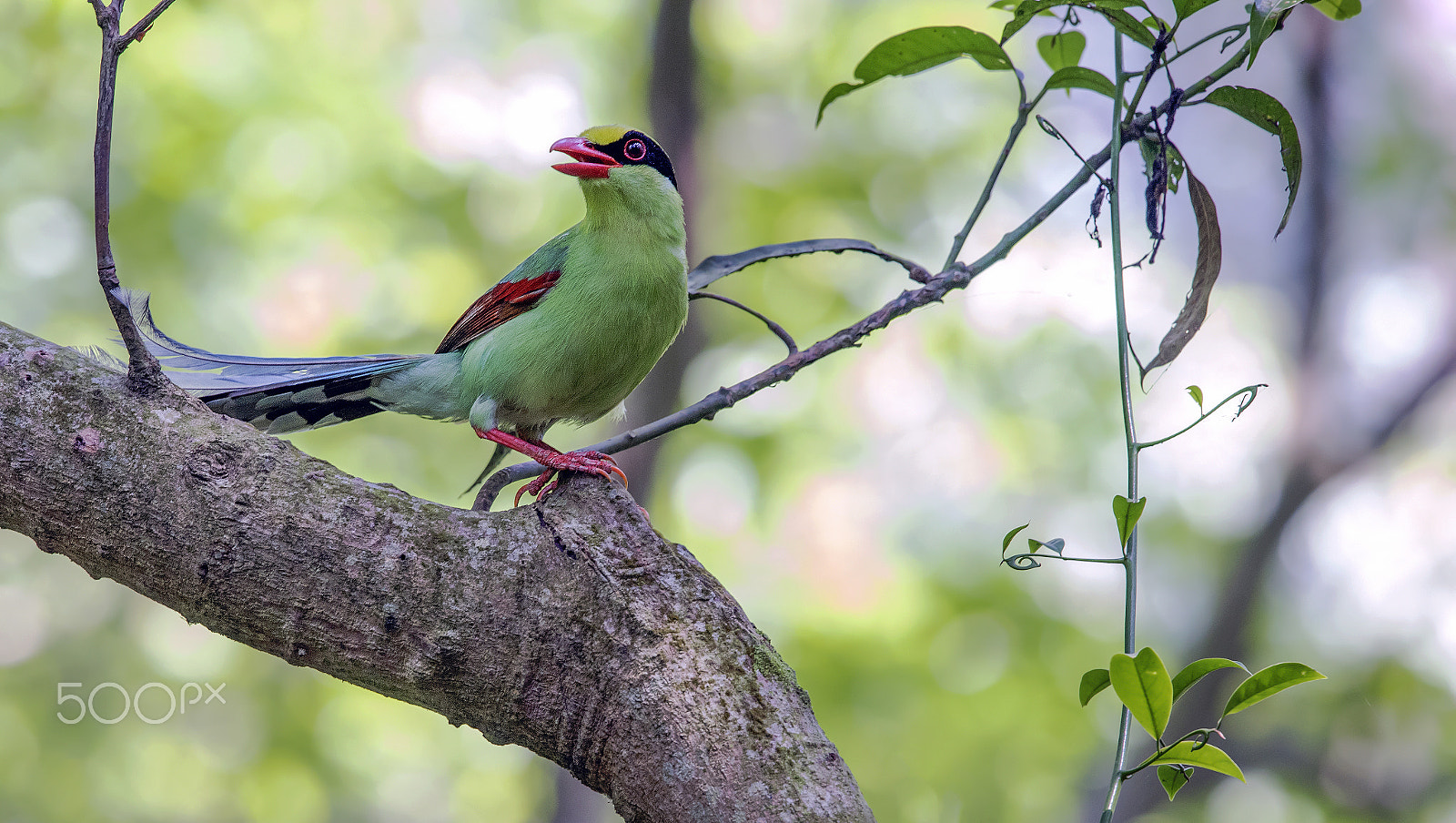 Nikon Nikkor AF-S 300mm F4E PF ED VR sample photo. Common green magpie. photography