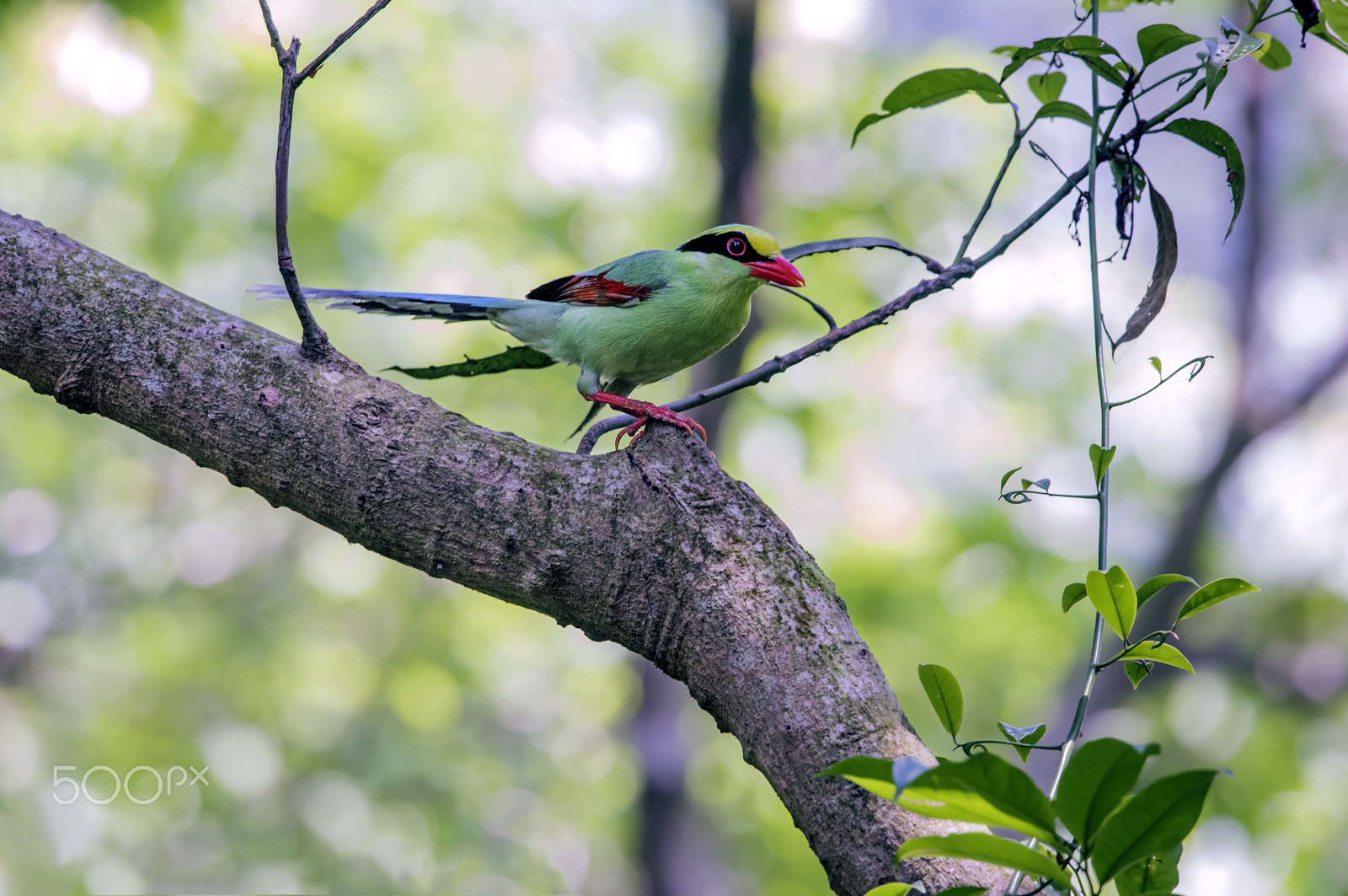 Nikon Nikkor AF-S 300mm F4E PF ED VR sample photo. Common green magpie photography