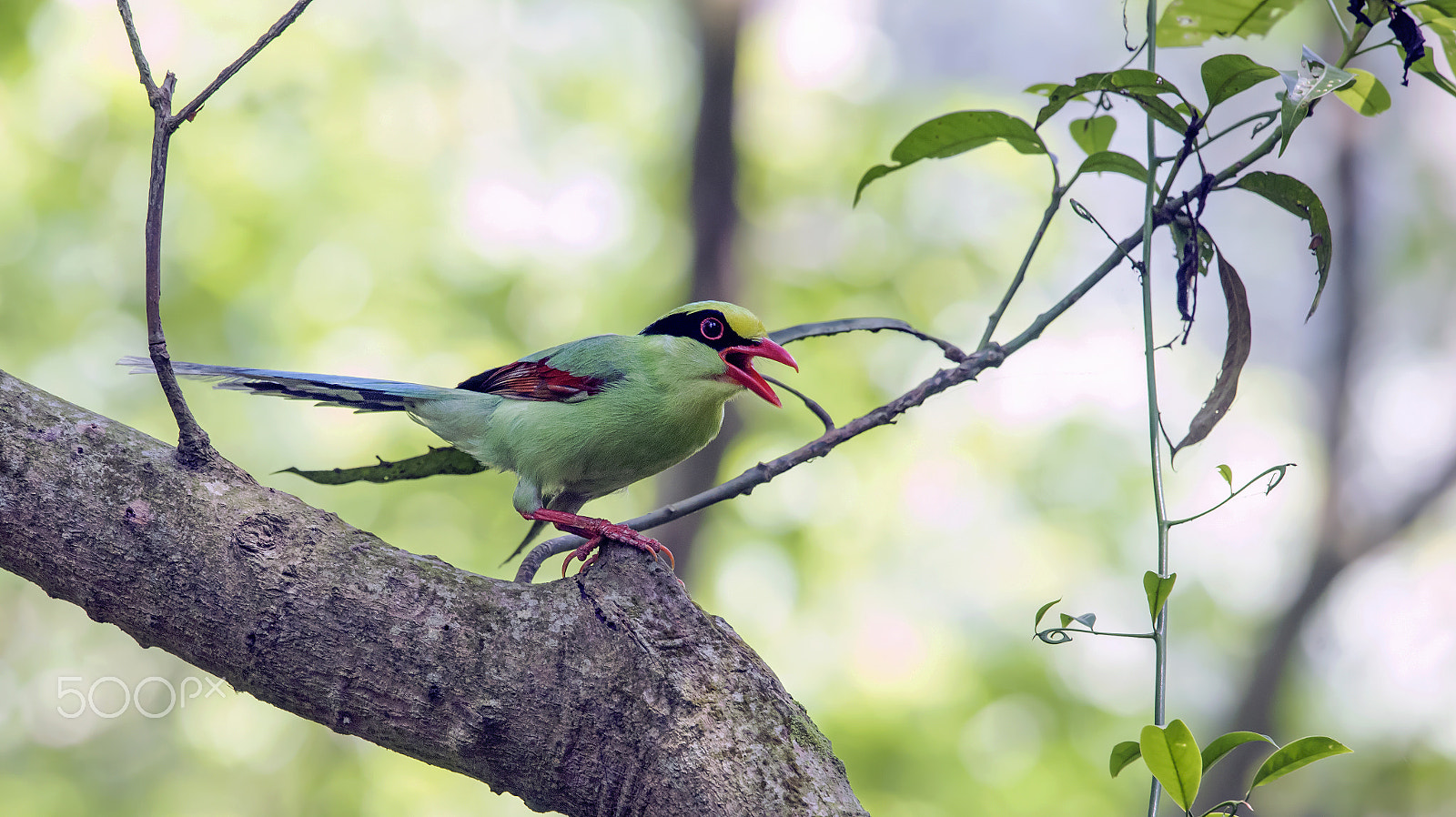 Nikon Nikkor AF-S 300mm F4E PF ED VR sample photo. Common green magpie. photography