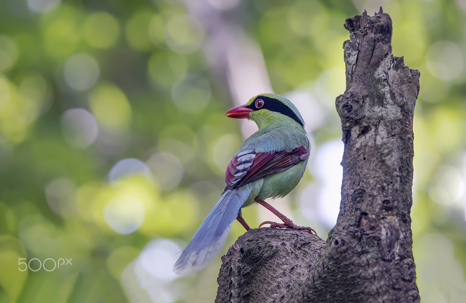 Nikon Nikkor AF-S 300mm F4E PF ED VR sample photo. Common green magpie photography