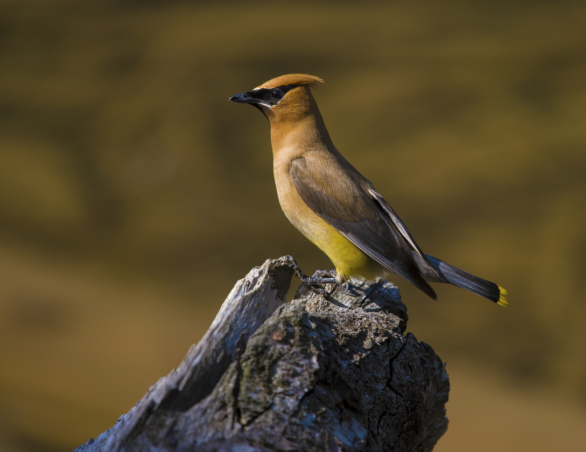 Nikon Nikkor AF-S 300mm F4E PF ED VR sample photo. Short brake photography