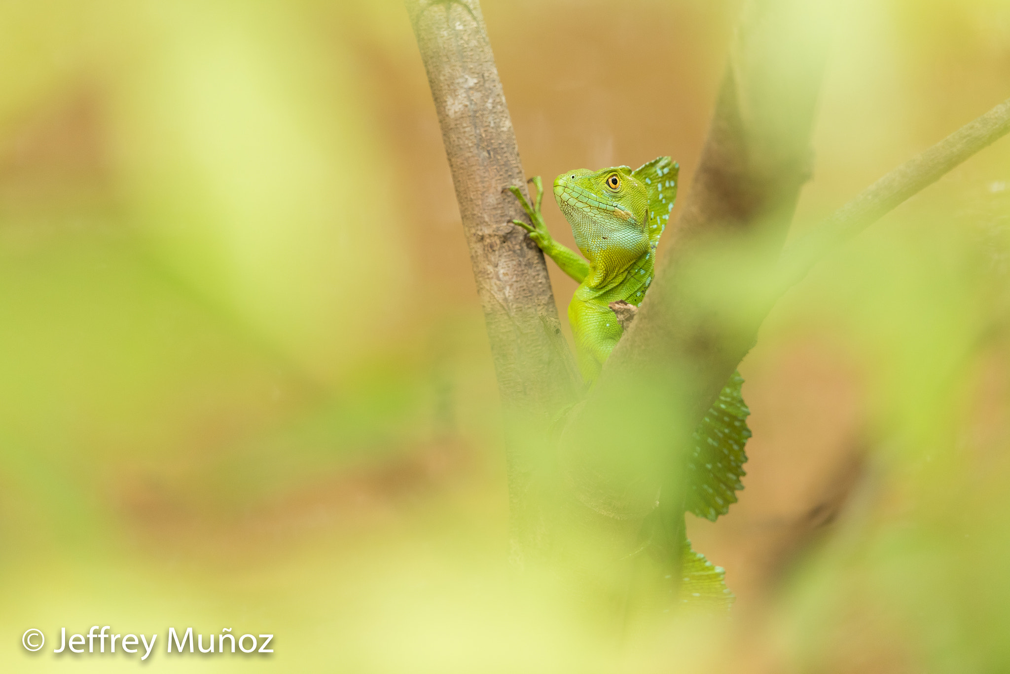 Canon EF 500mm F4L IS II USM sample photo. Emerald basilisk photography