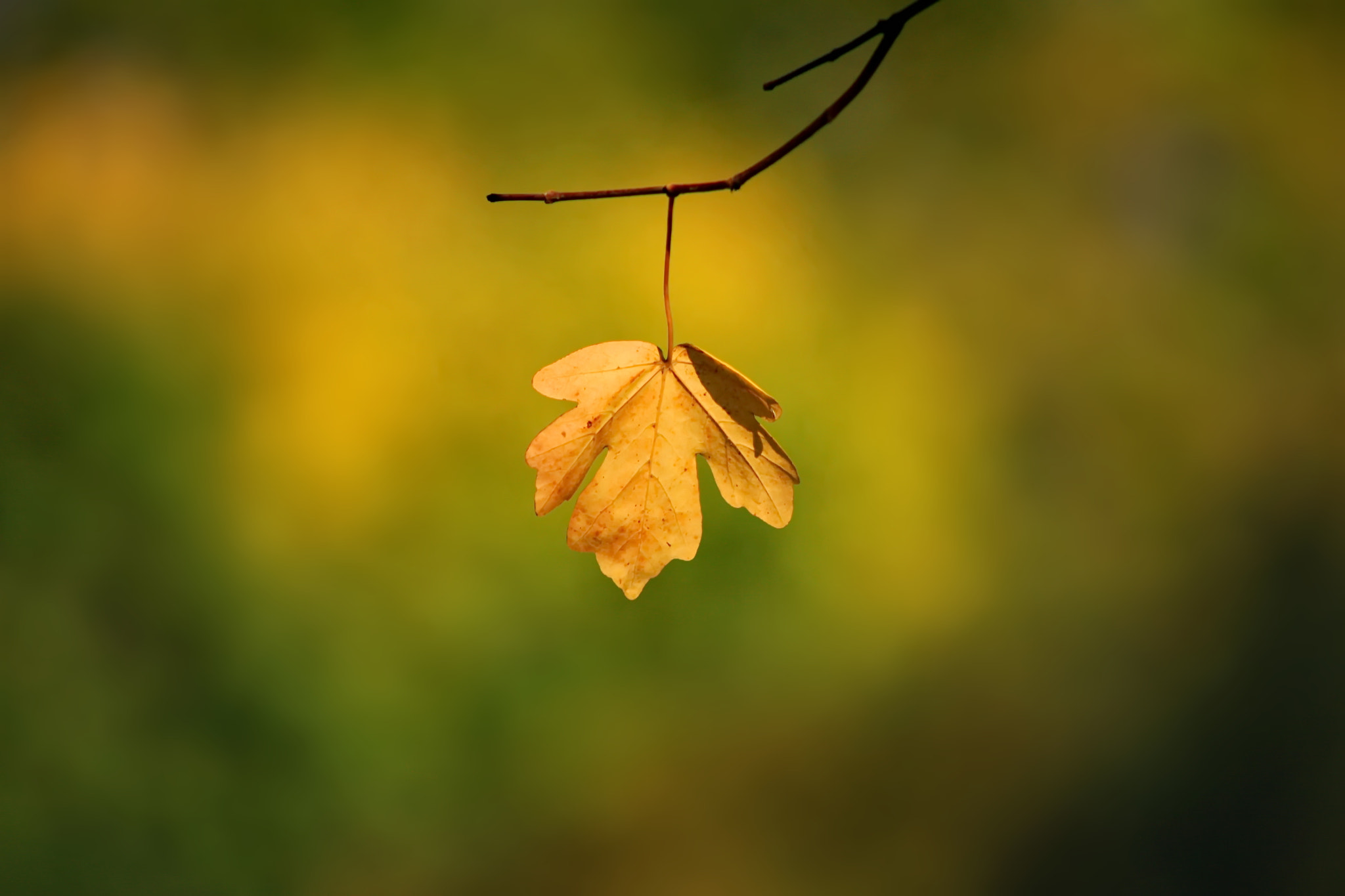 EF75-300mm f/4-5.6 sample photo. Autumn etude with maple leaf photography