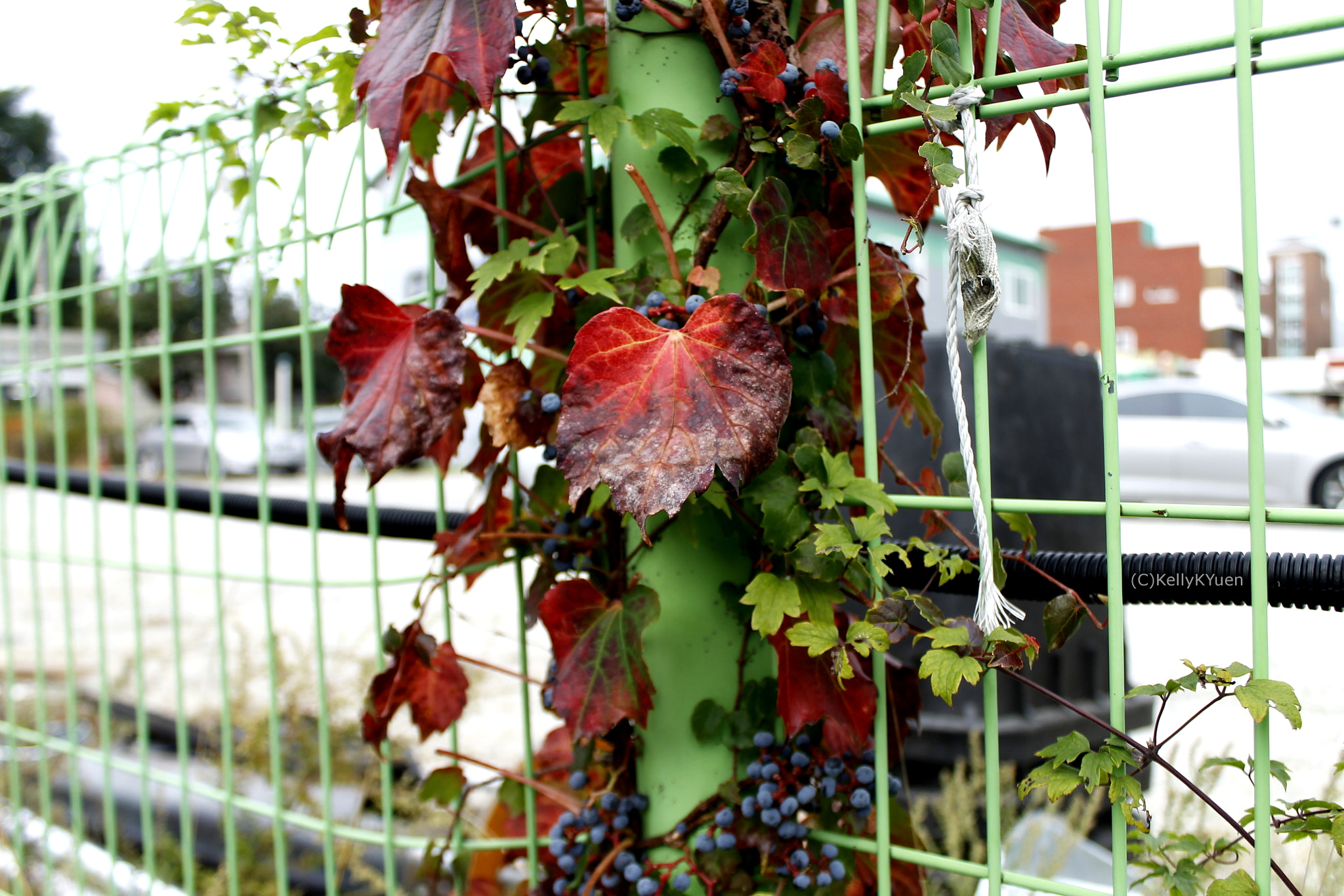 Canon EF 24-85mm F3.5-4.5 USM sample photo. Autumn leaves photography