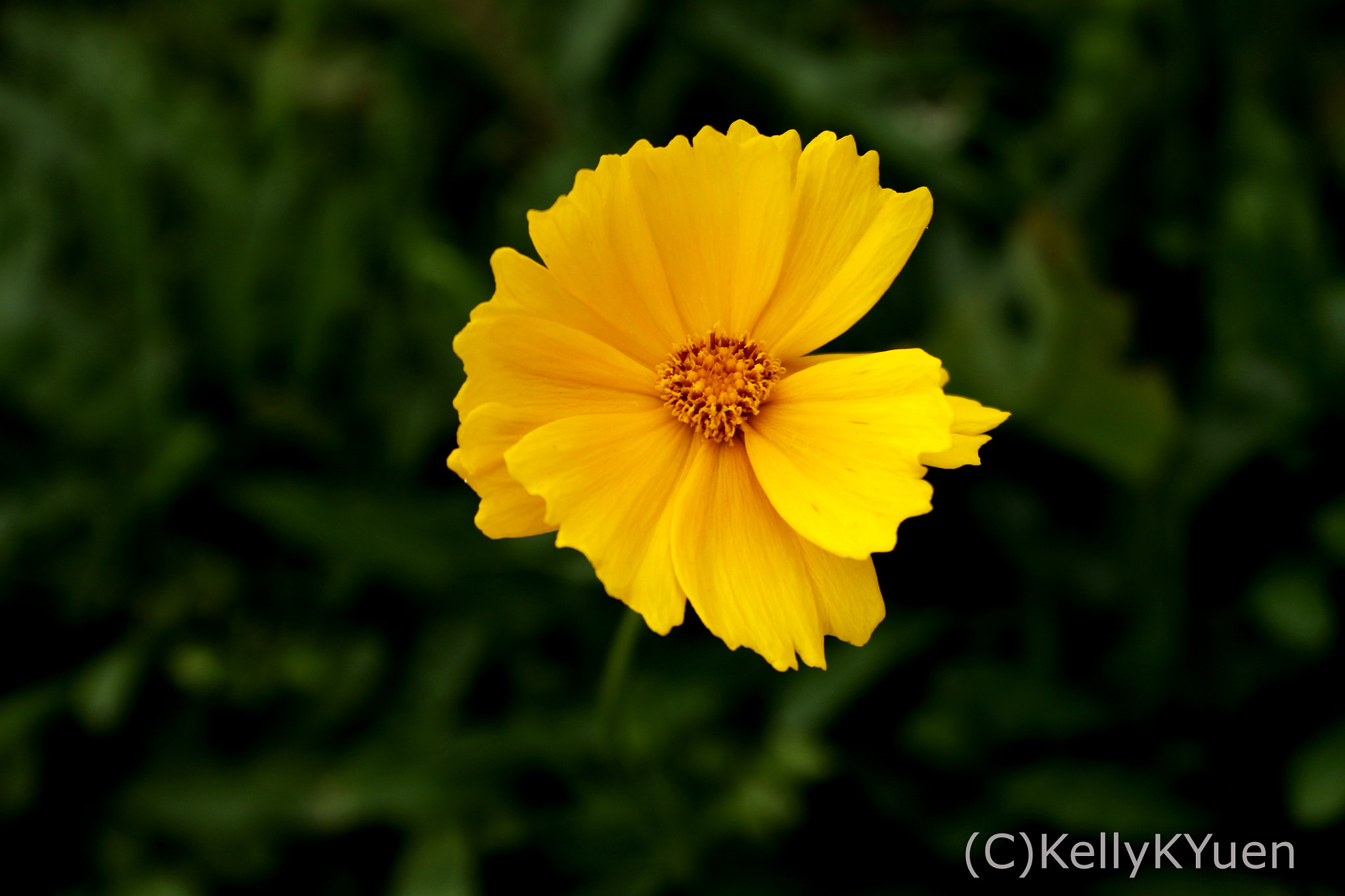 Canon EF 24-85mm F3.5-4.5 USM sample photo. Yellow beauty photography