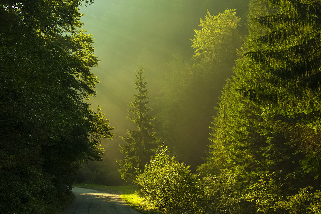 Olympus PEN E-P1 sample photo. Morning road photography