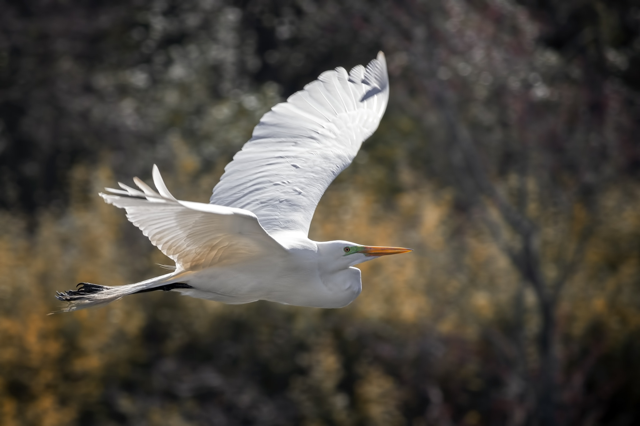 Canon EOS 100D (EOS Rebel SL1 / EOS Kiss X7) sample photo. Egret 142.jpg photography