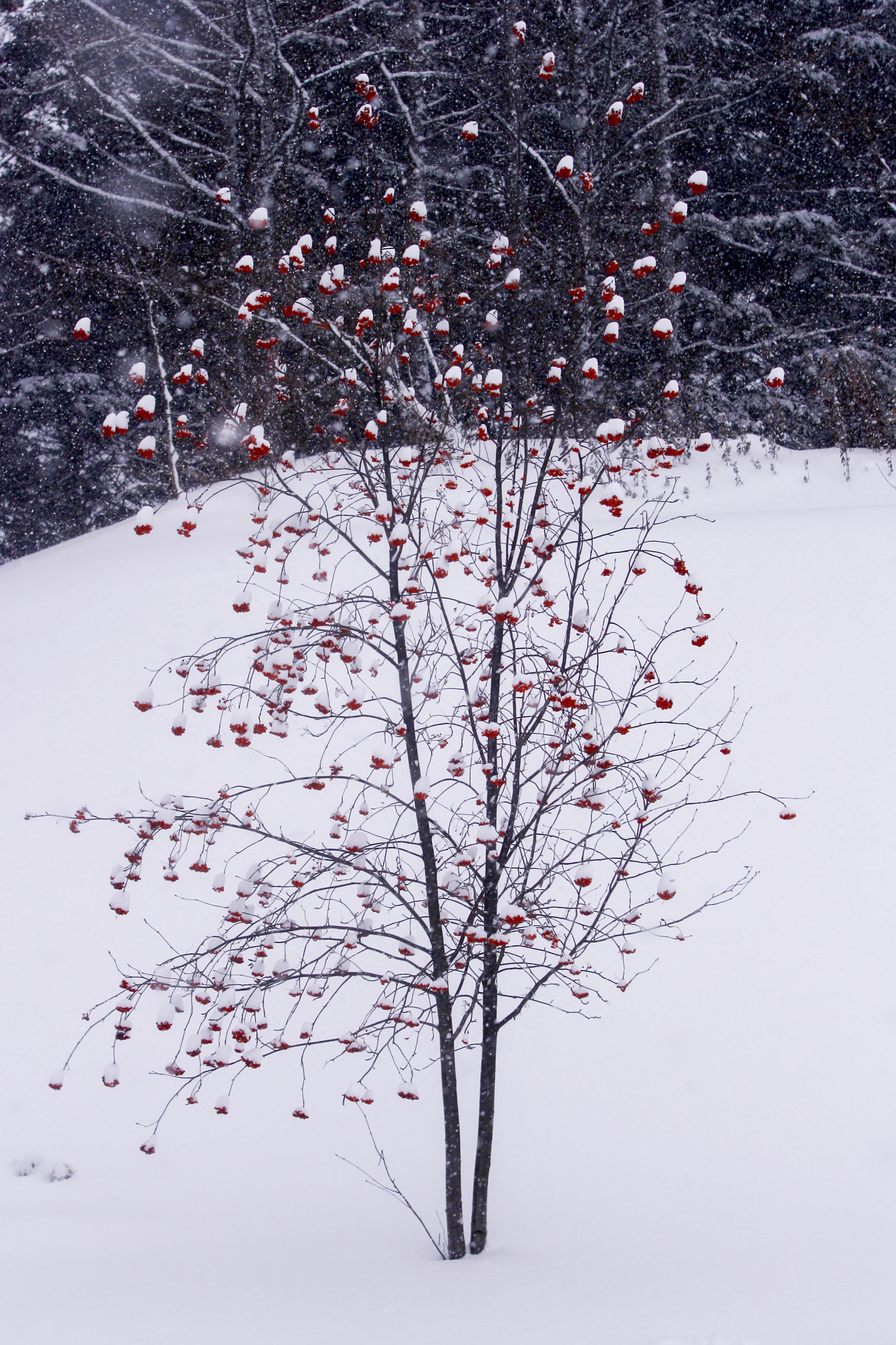 Canon EF 20-35mm f/2.8L sample photo