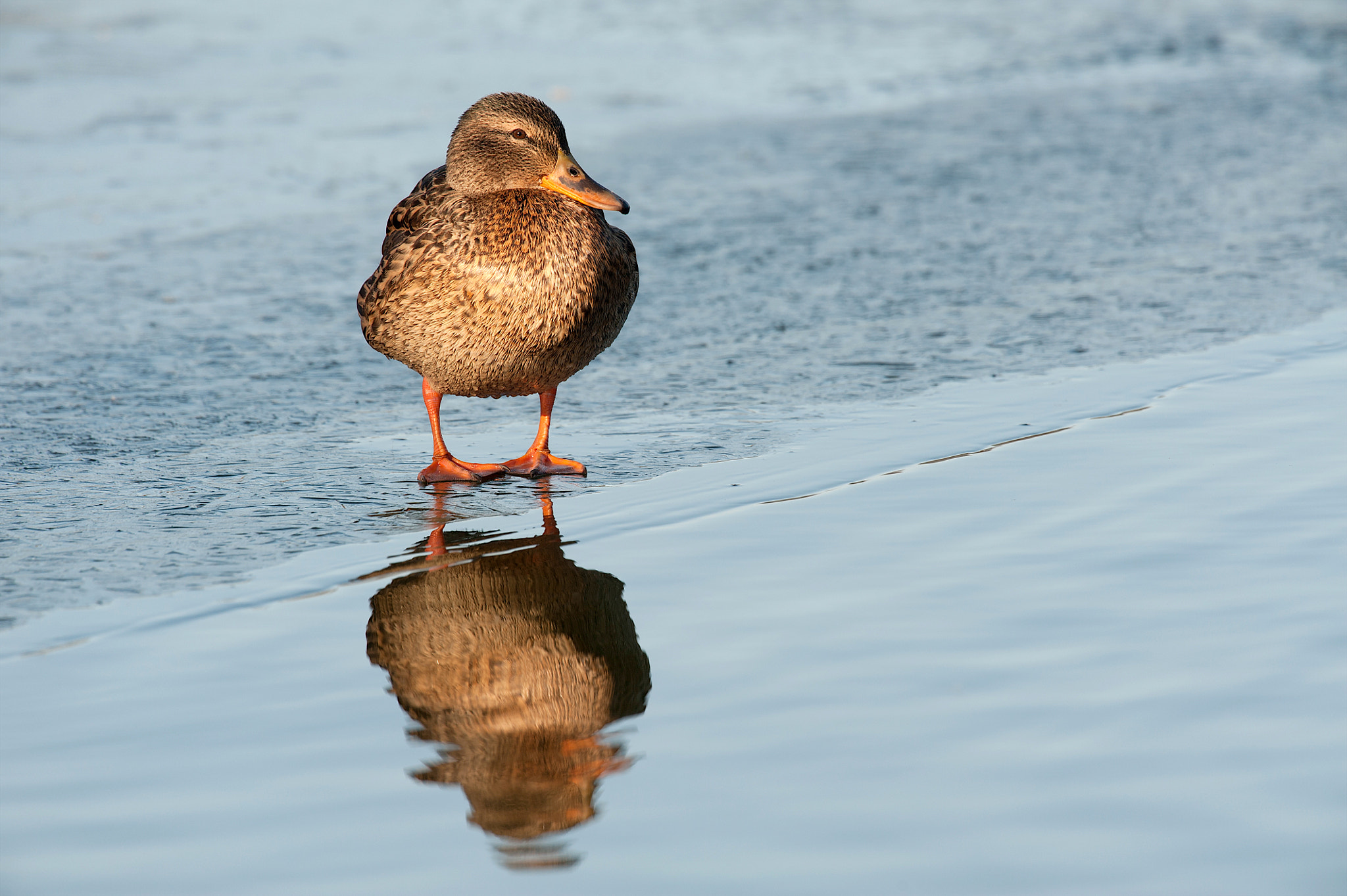 Nikon D700 + Nikon AF-S Nikkor 500mm F4G ED VR sample photo. Stockente photography