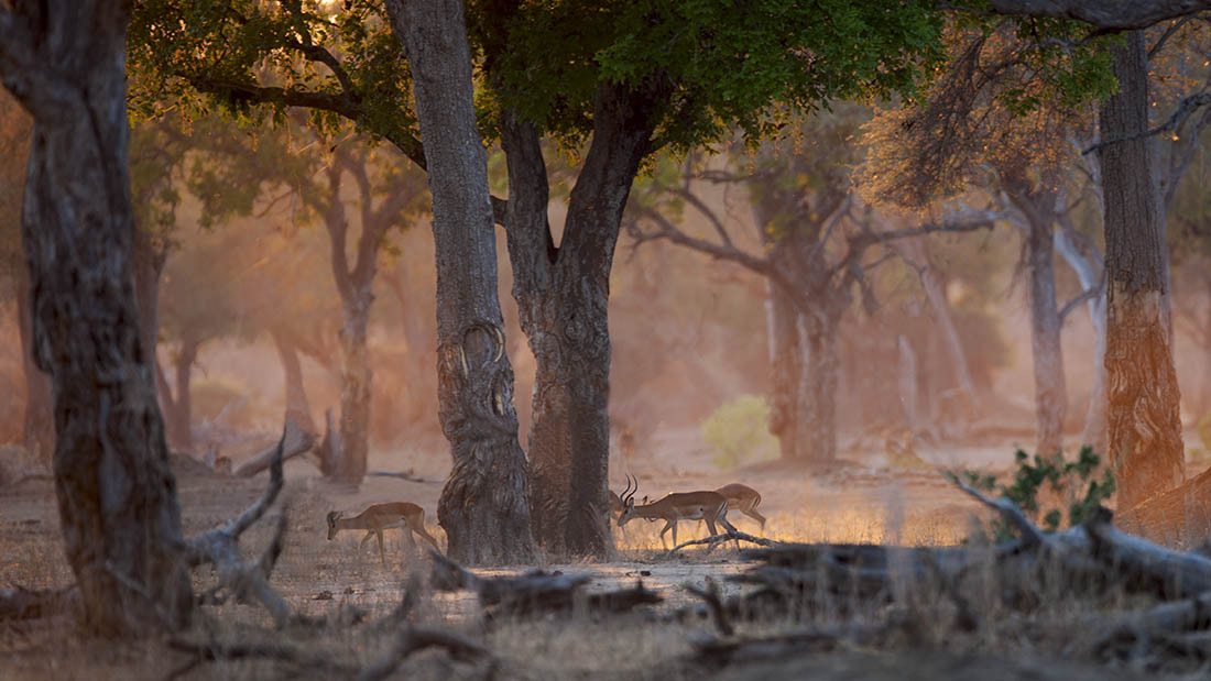 Nikon D3X + Nikon AF-S Nikkor 600mm F4G ED VR sample photo. Aged forest at first light.. mana pools national park photography