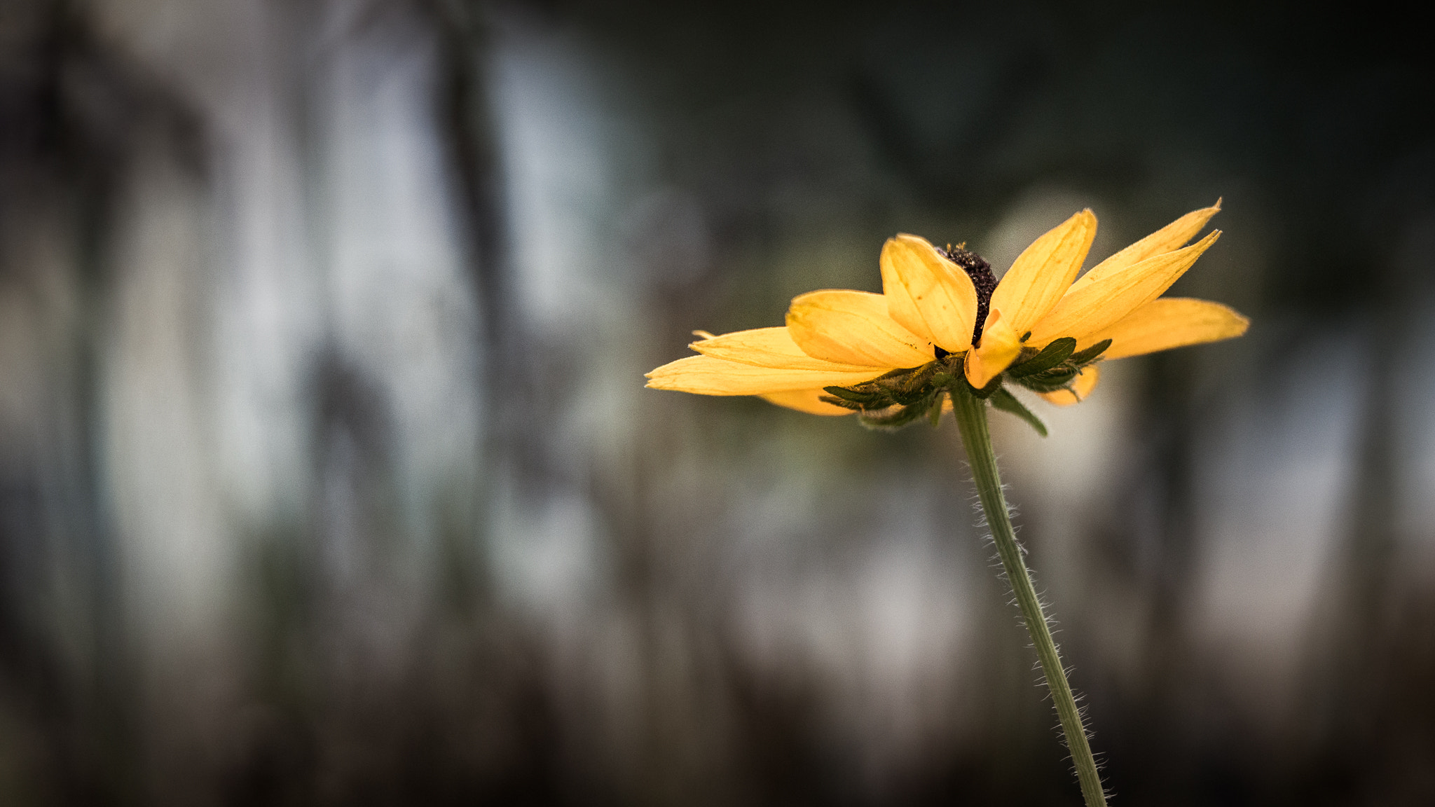 Sony a6000 + Sony FE 90mm F2.8 Macro G OSS sample photo. Shine brightly... photography