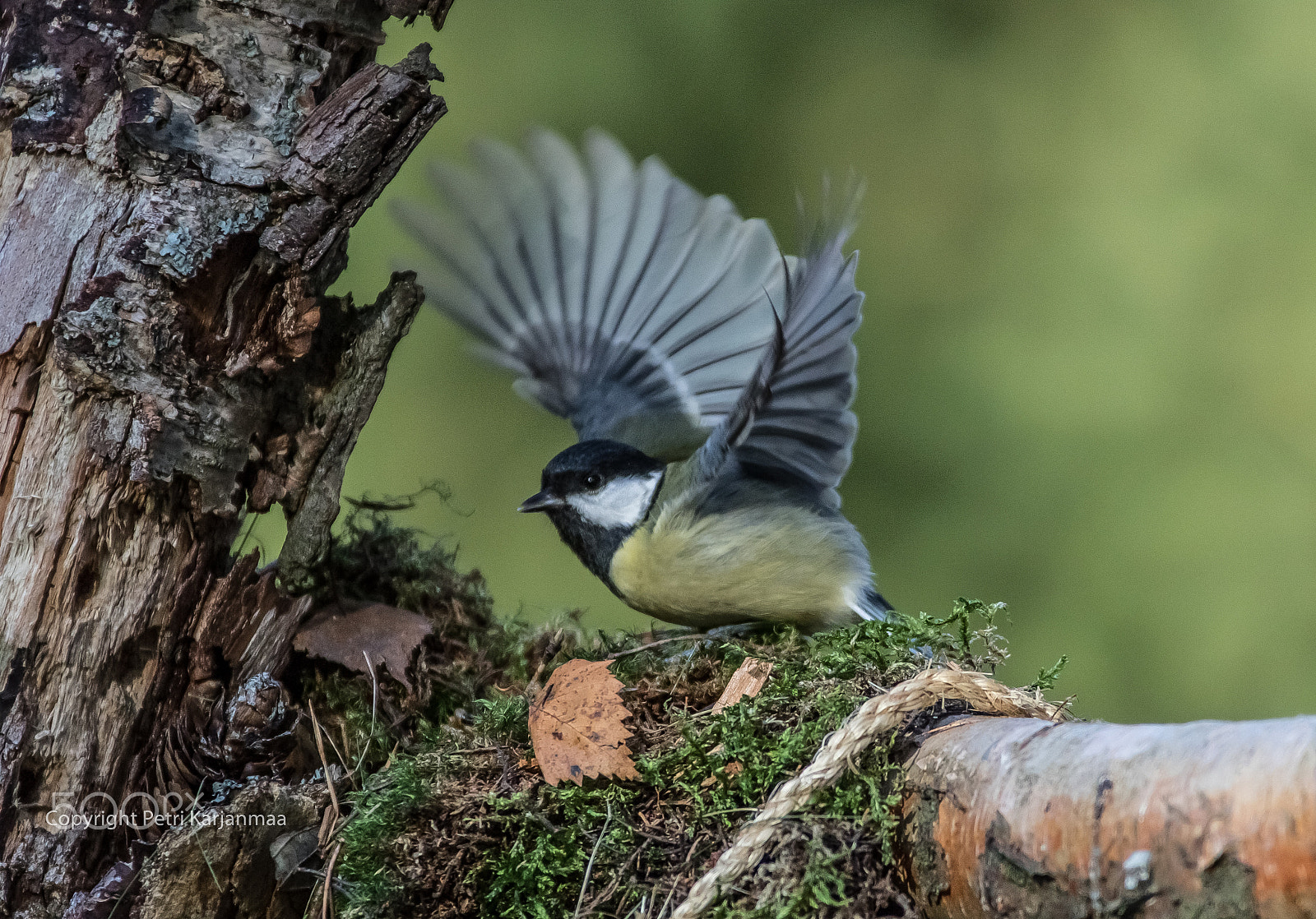 Canon EF 300mm f/2.8L + 1.4x sample photo. The wings photography