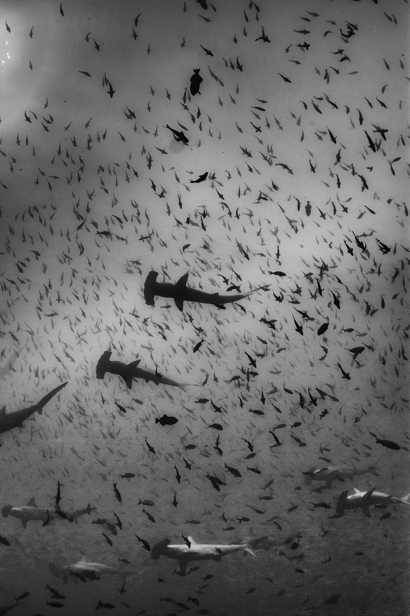 Nikon D700 + Nikon AF Fisheye-Nikkor 16mm F2.8D sample photo. School of hammerheads at wolf in galapagos photography