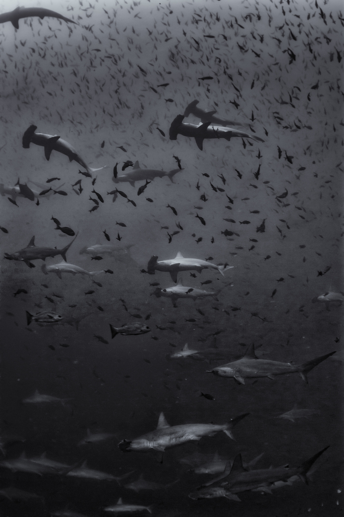 Nikon D700 sample photo. School of hammerheads at wolf in galapagos #2 photography