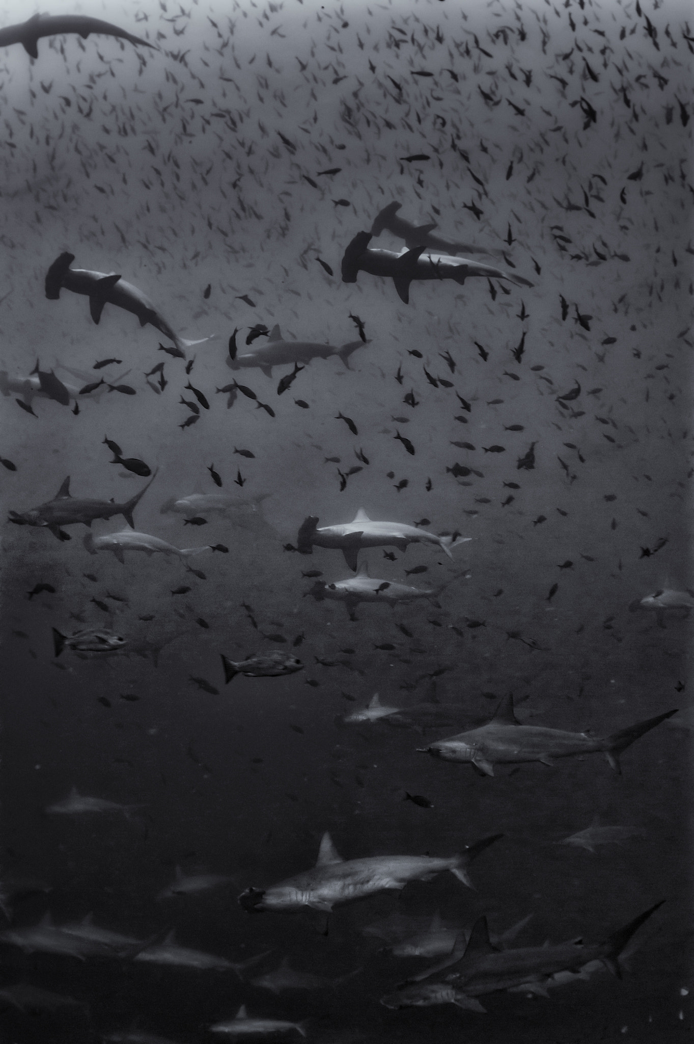 Nikon D700 + Nikon AF Fisheye-Nikkor 16mm F2.8D sample photo. School of hammerheads at wolf in galapagos #2 photography