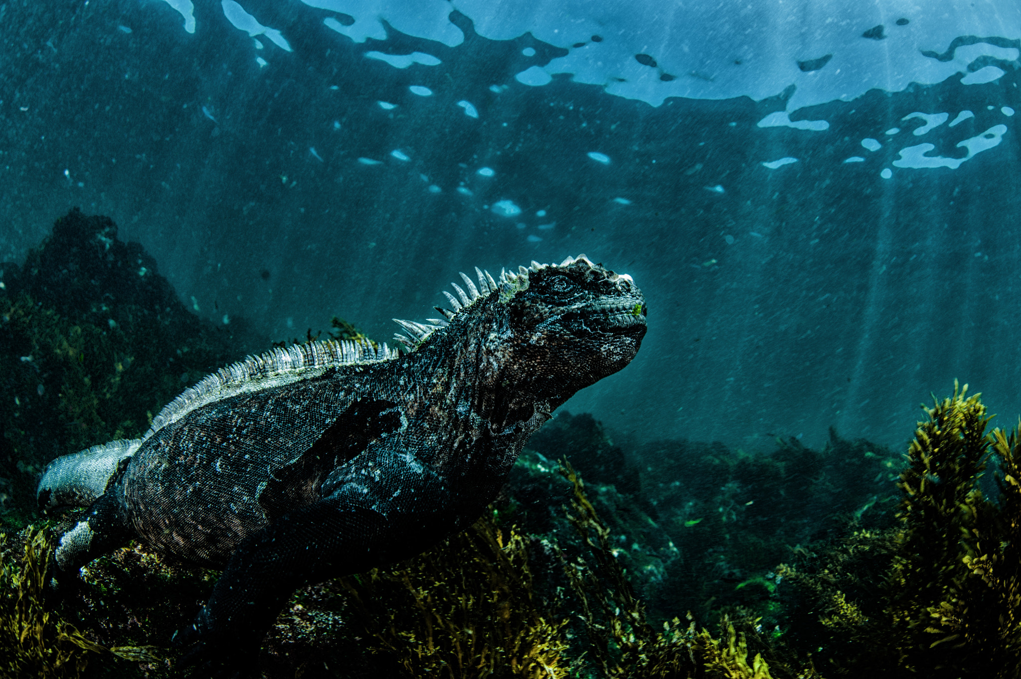 Nikon D700 + Nikon AF Fisheye-Nikkor 16mm F2.8D sample photo. Marine iguana lurking photography