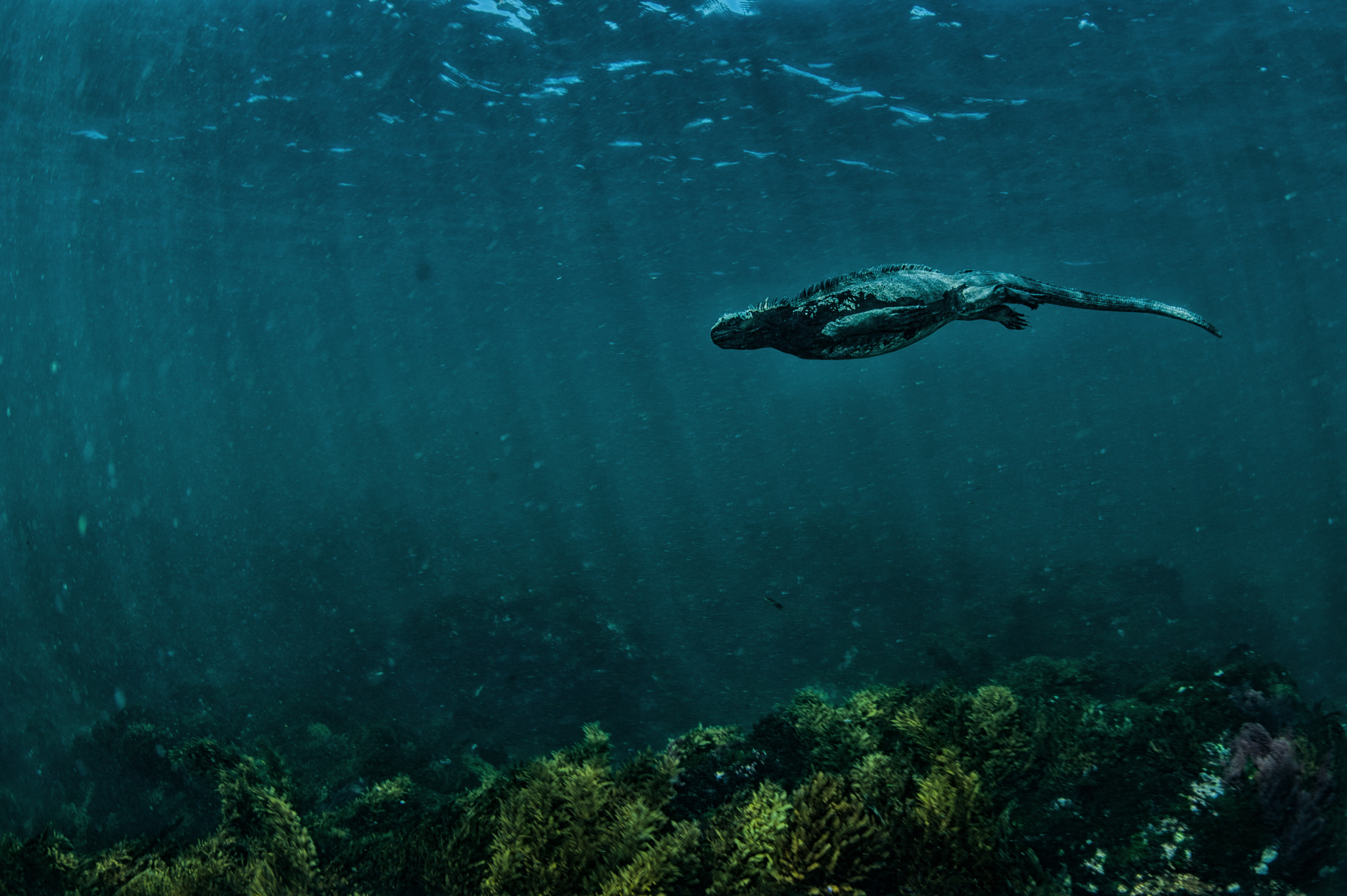 Nikon D700 + Nikon AF Fisheye-Nikkor 16mm F2.8D sample photo. Marine iguana swimming photography