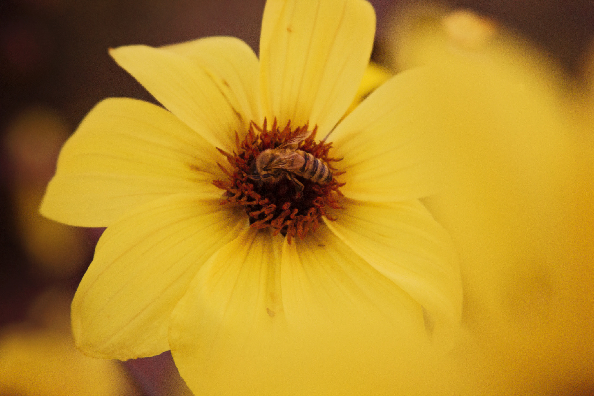 Canon EF 28-135mm F3.5-5.6 IS USM sample photo. <3 photography